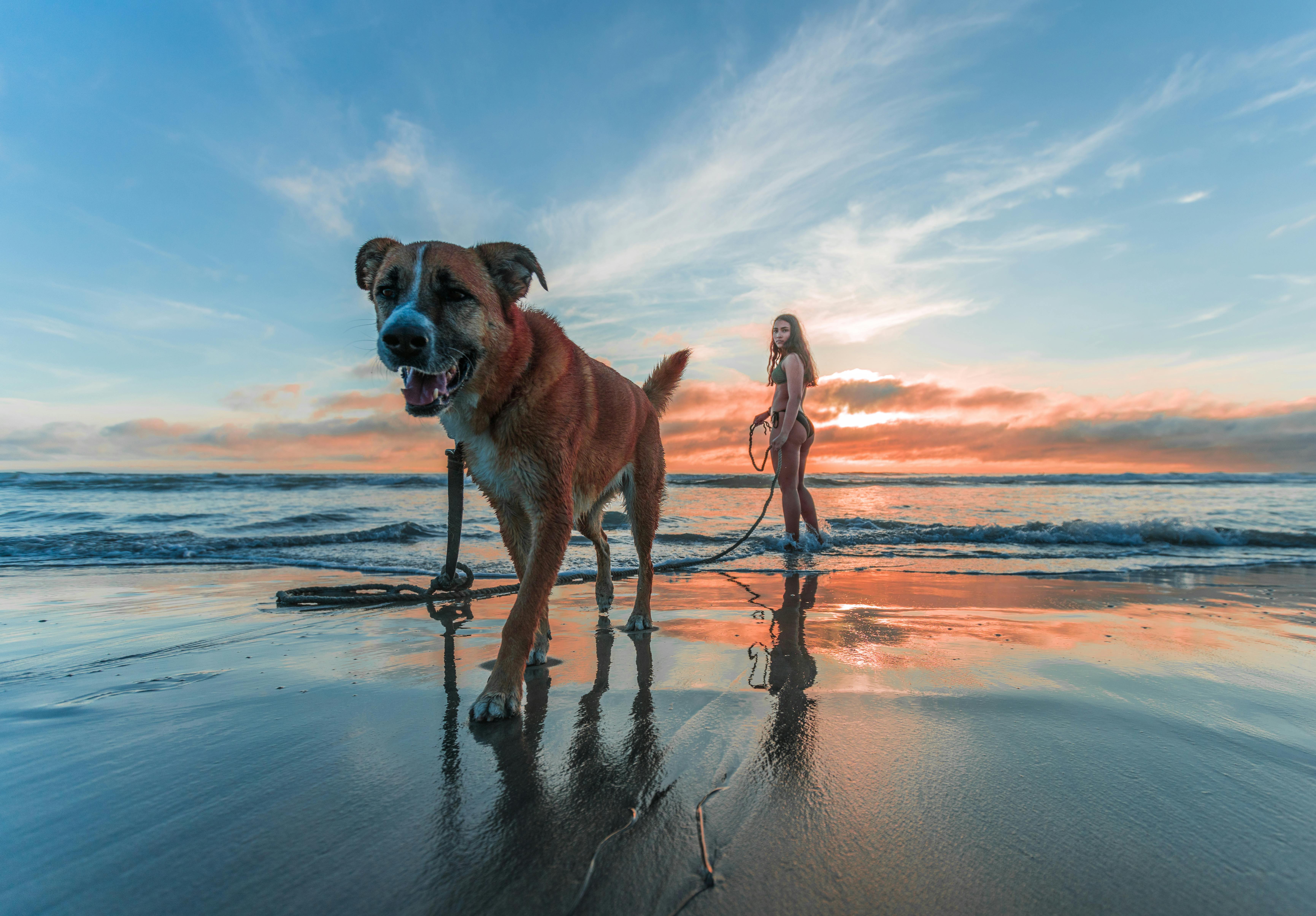 Köpekler ve Egzersiz- Sağlıklı Bir Dostluk İçin İhtiyacınız Olan Her Şey