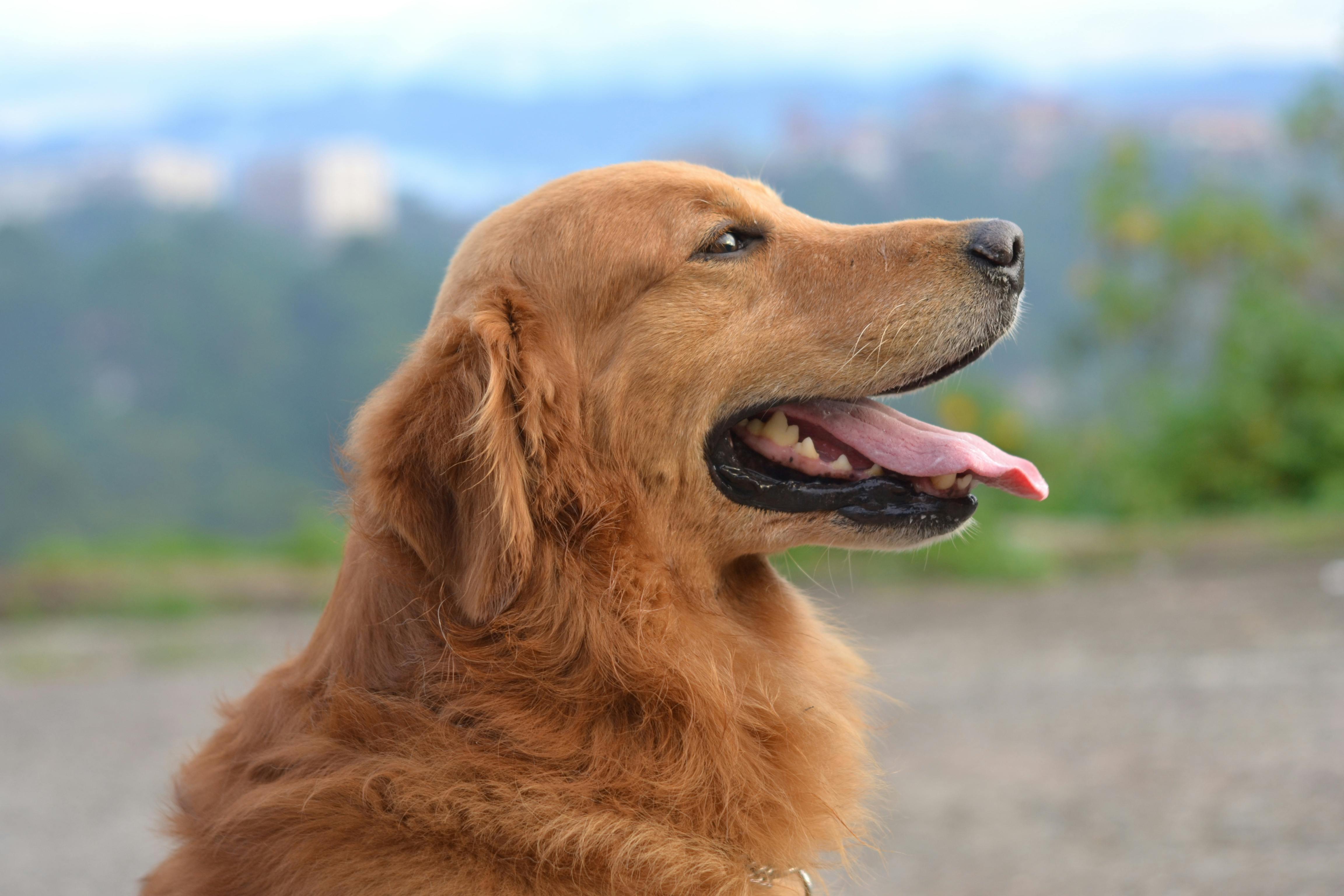 Köpekler ve Keneler: Sadık Dostlarımızı Kenelerden Koruma Yolları