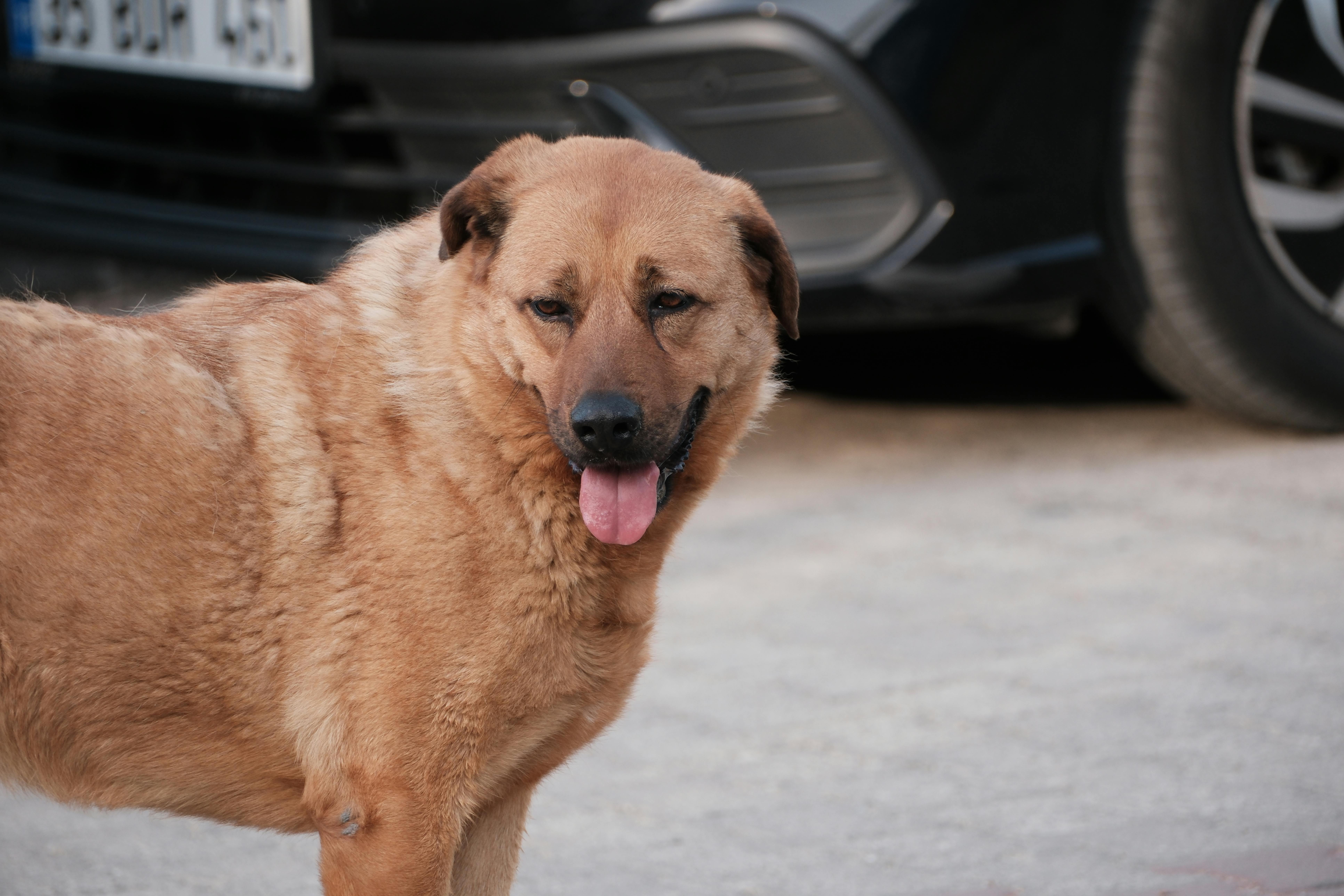 Köpekler ve Müzik: Köpeğiniz İçin En Uygun Melodiler