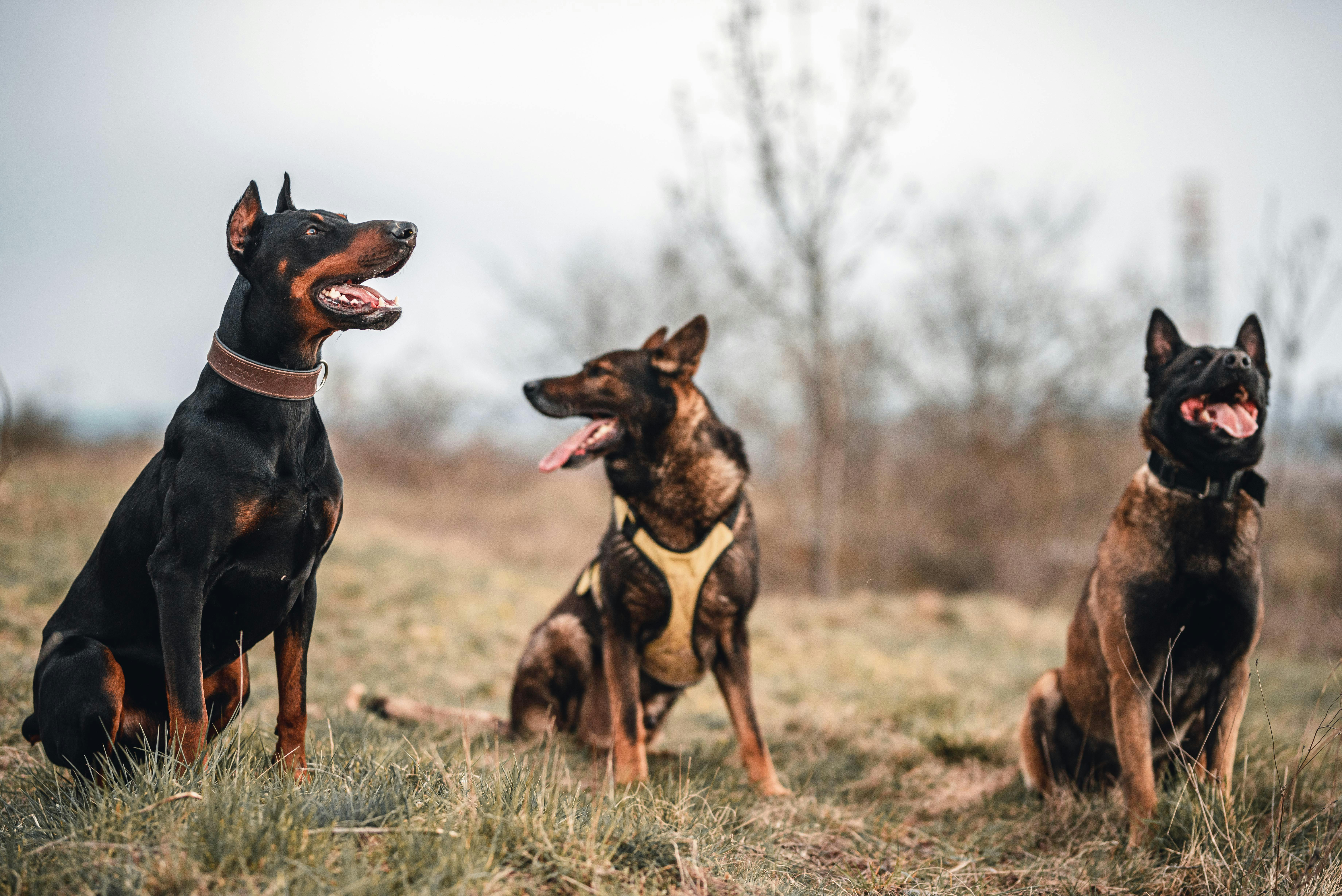 Köpekler ve Sanat Terapisi: Resim Yapmanın Stres Azaltıcı Etkileri