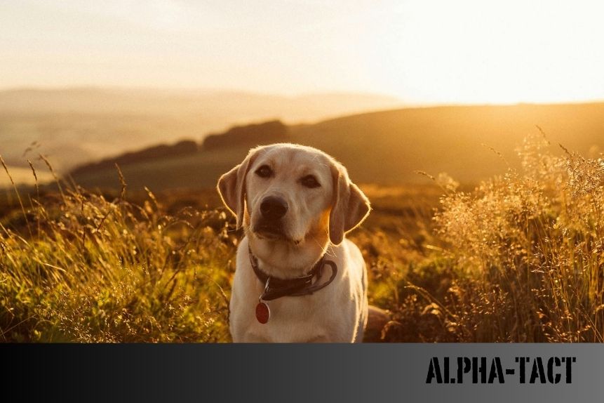 Köpekler ve Yüzme: Faydaları, Tehlikeleri ve Yüzme Eğitimi