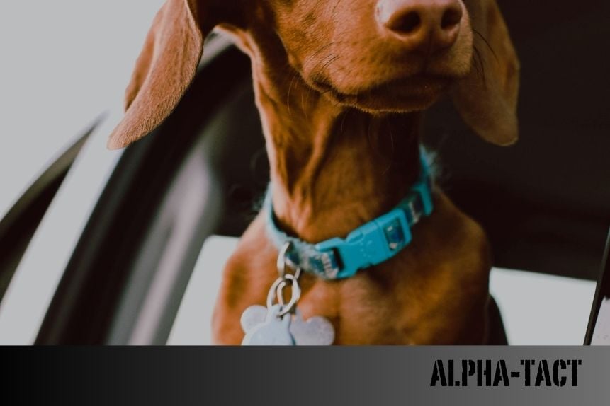 Köpeklerde Anal Kese: Nedir, Neden Olur ve Nasıl Tedavi Edilir?