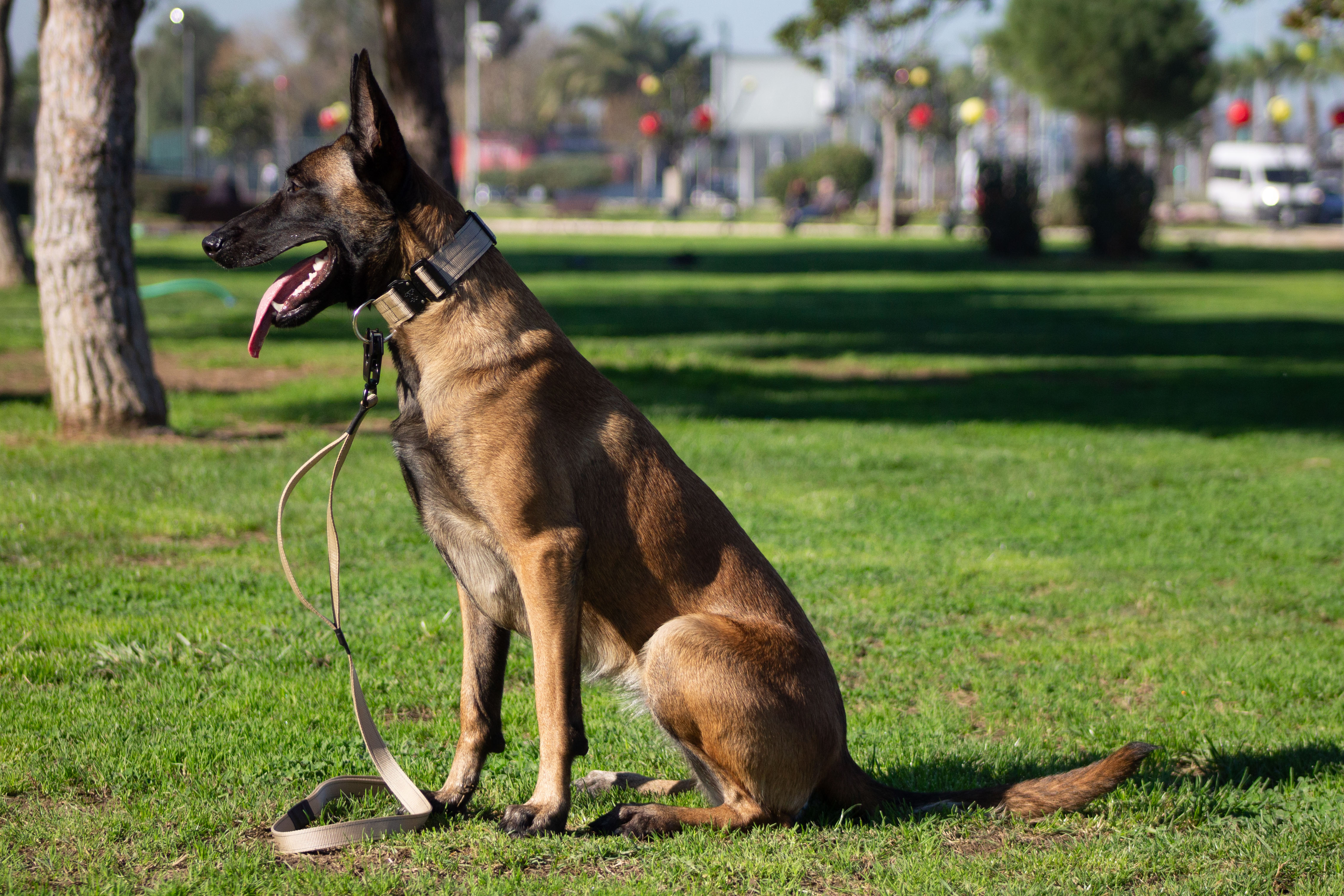 Köpeklerde Aşılama Hakkında