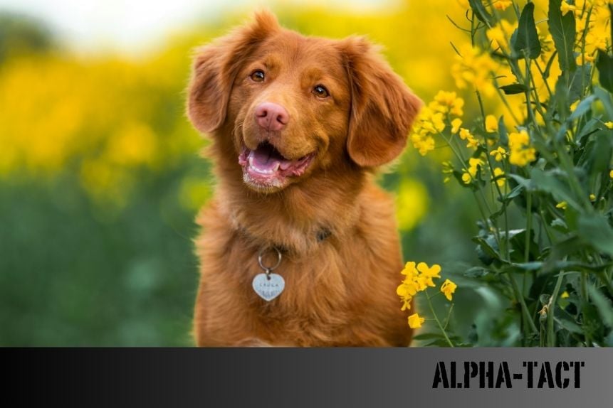 Köpeklerde Burun Rengi Neden Değişir? Sağlık Belirtisi mi, Genetik mi?