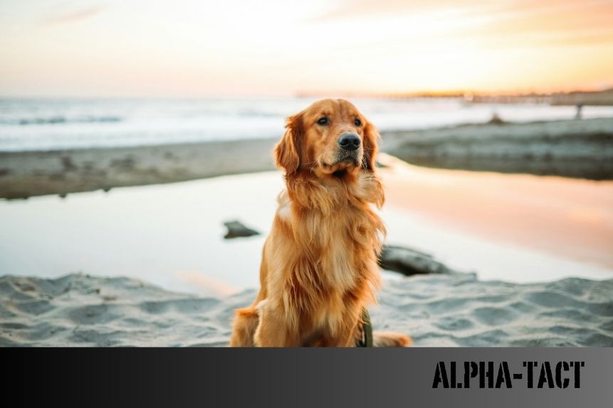 Köpeklerde Çekiştirme Problemi: Doğru Tasma ve Eğitim Yöntemleri