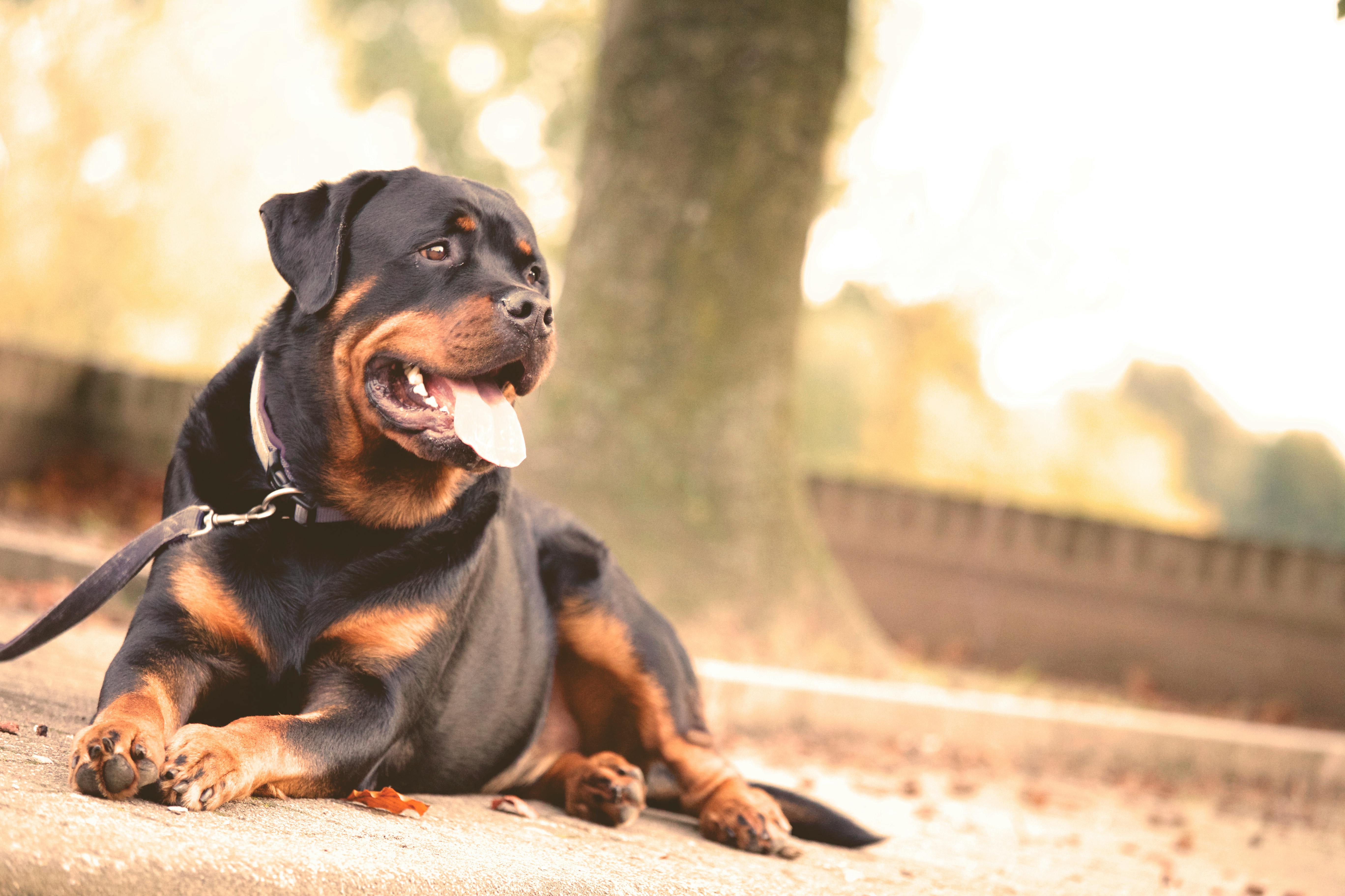 Köpeklerde DNA Testi: Irk Karışımlarını Ortaya Çıkarma ve Sağlık Analizleri