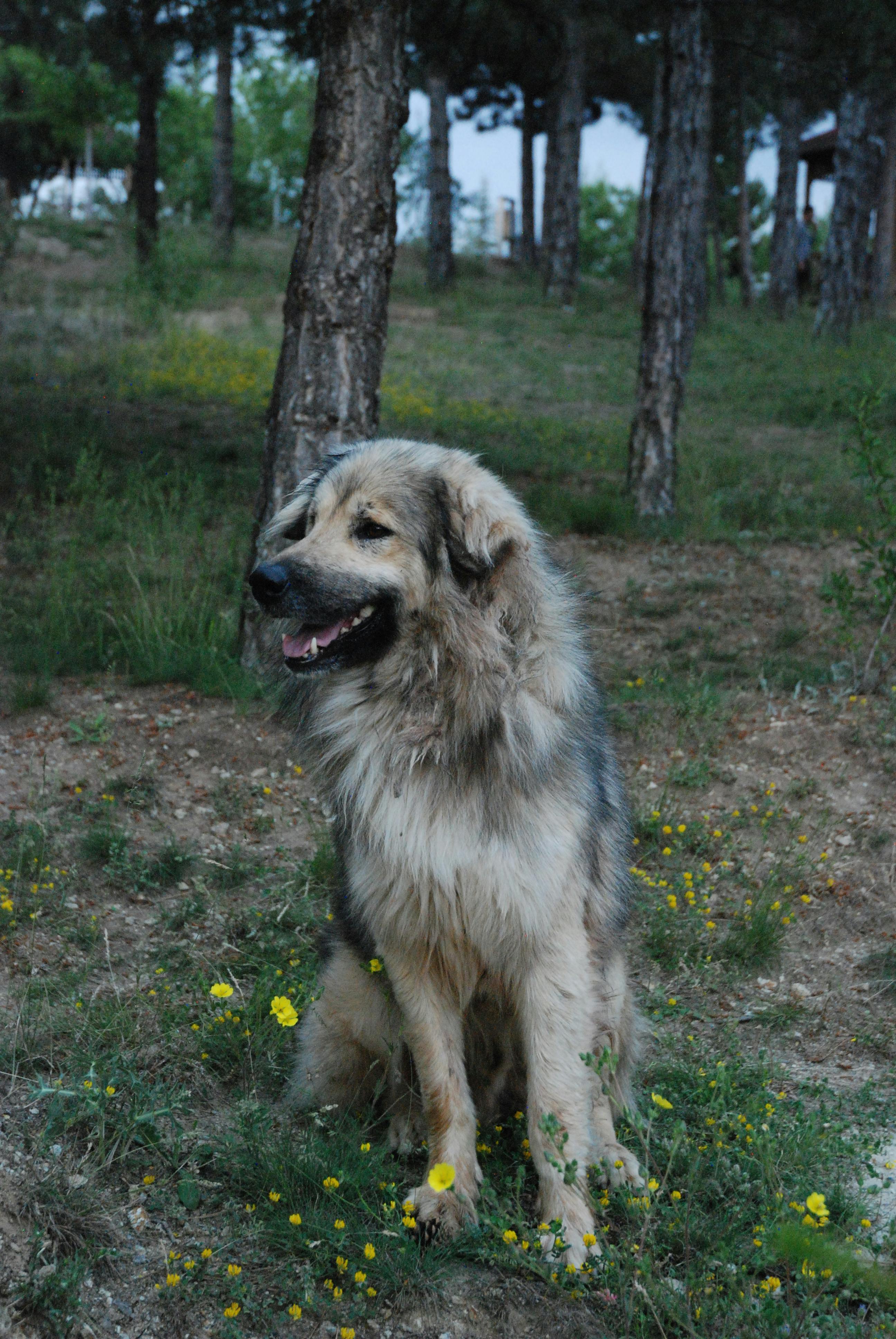 Köpeklerde Depresyon: Belirtiler ve Tedavi Yöntemleri