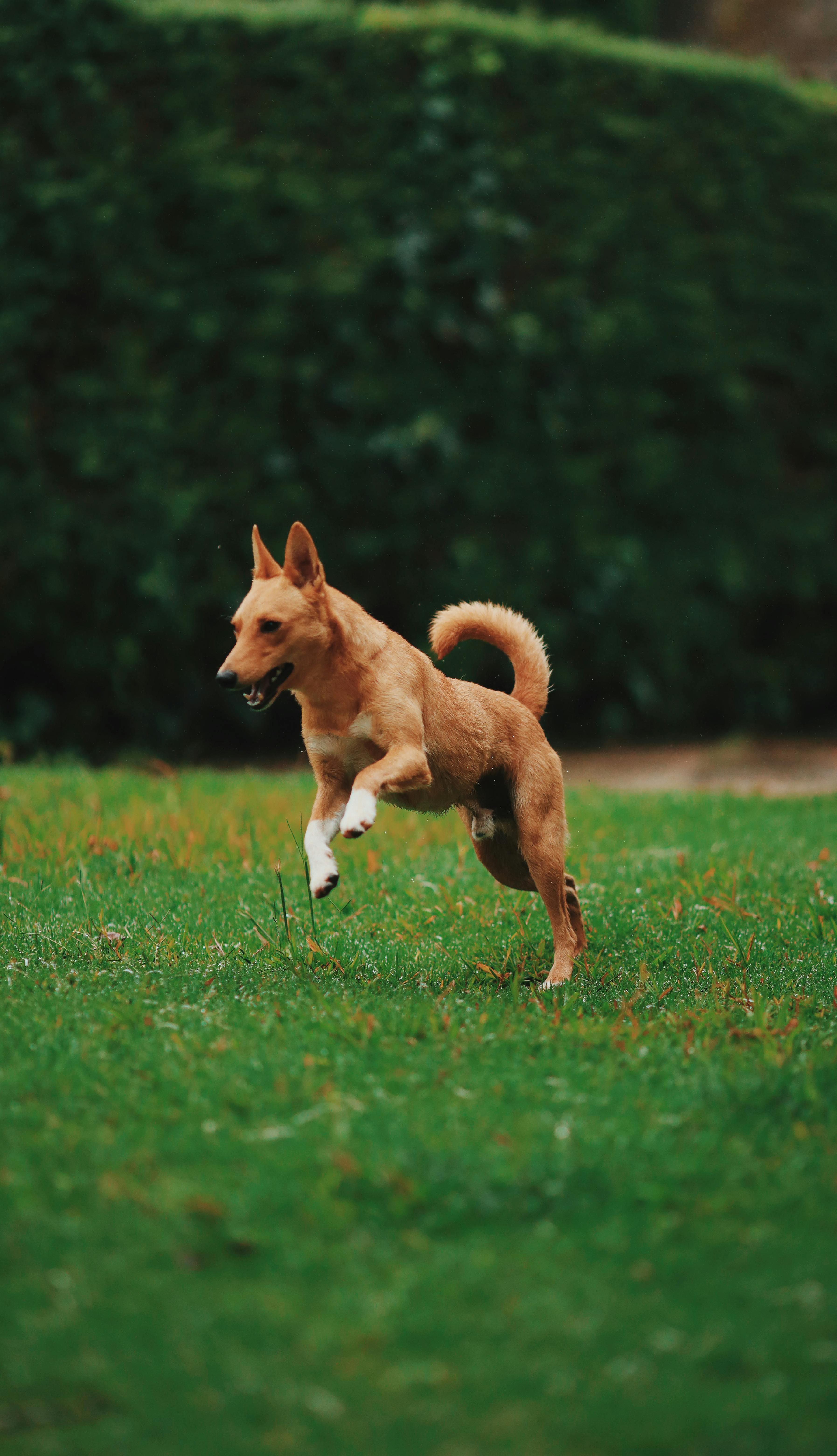 Köpeklerde Deri Altında Yumru: Nedenleri ve Tedavi Yöntemleri