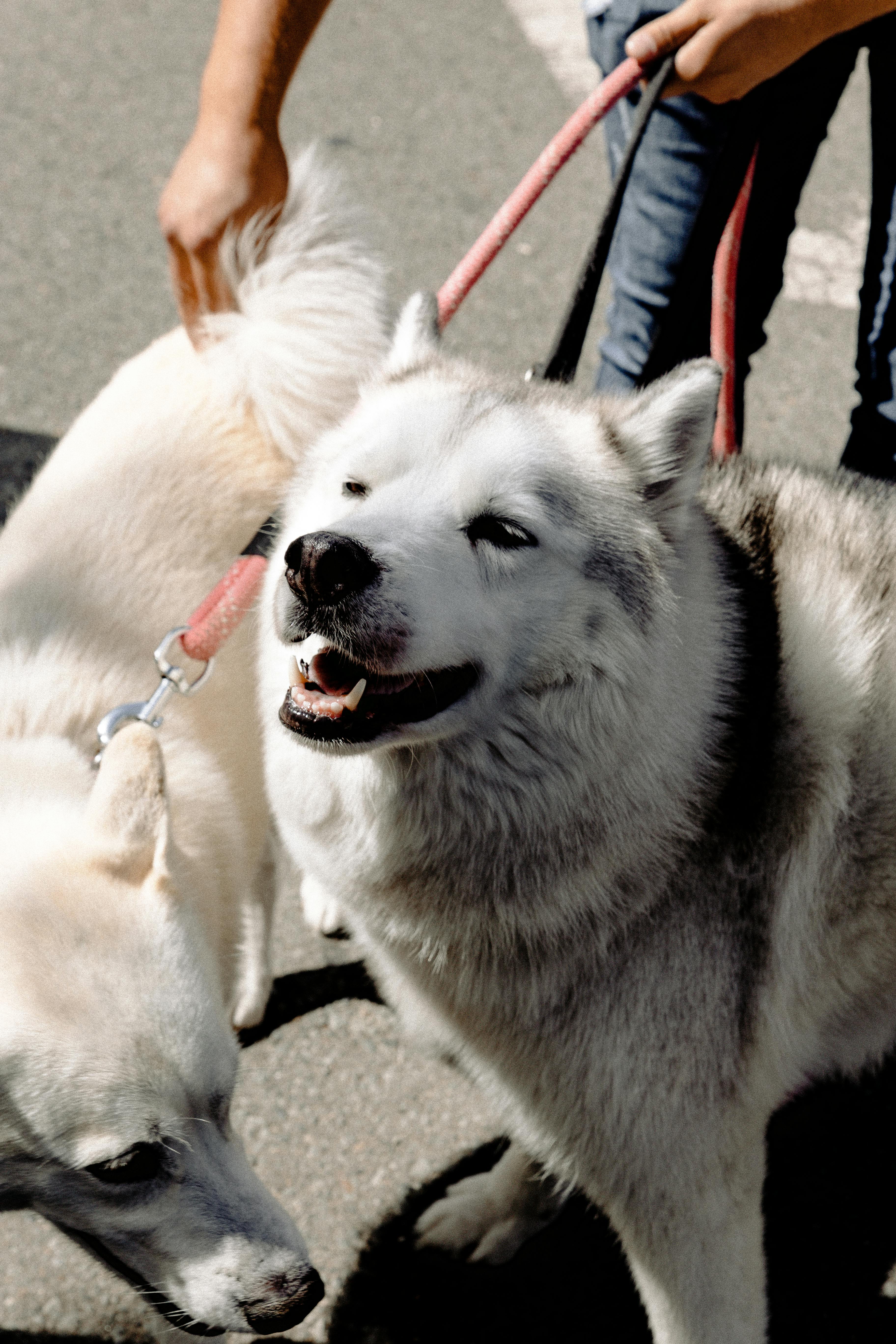 Köpeklerde Diş Eti İltihabı: Belirtiler, Nedenler ve Tedavi Yöntemleri