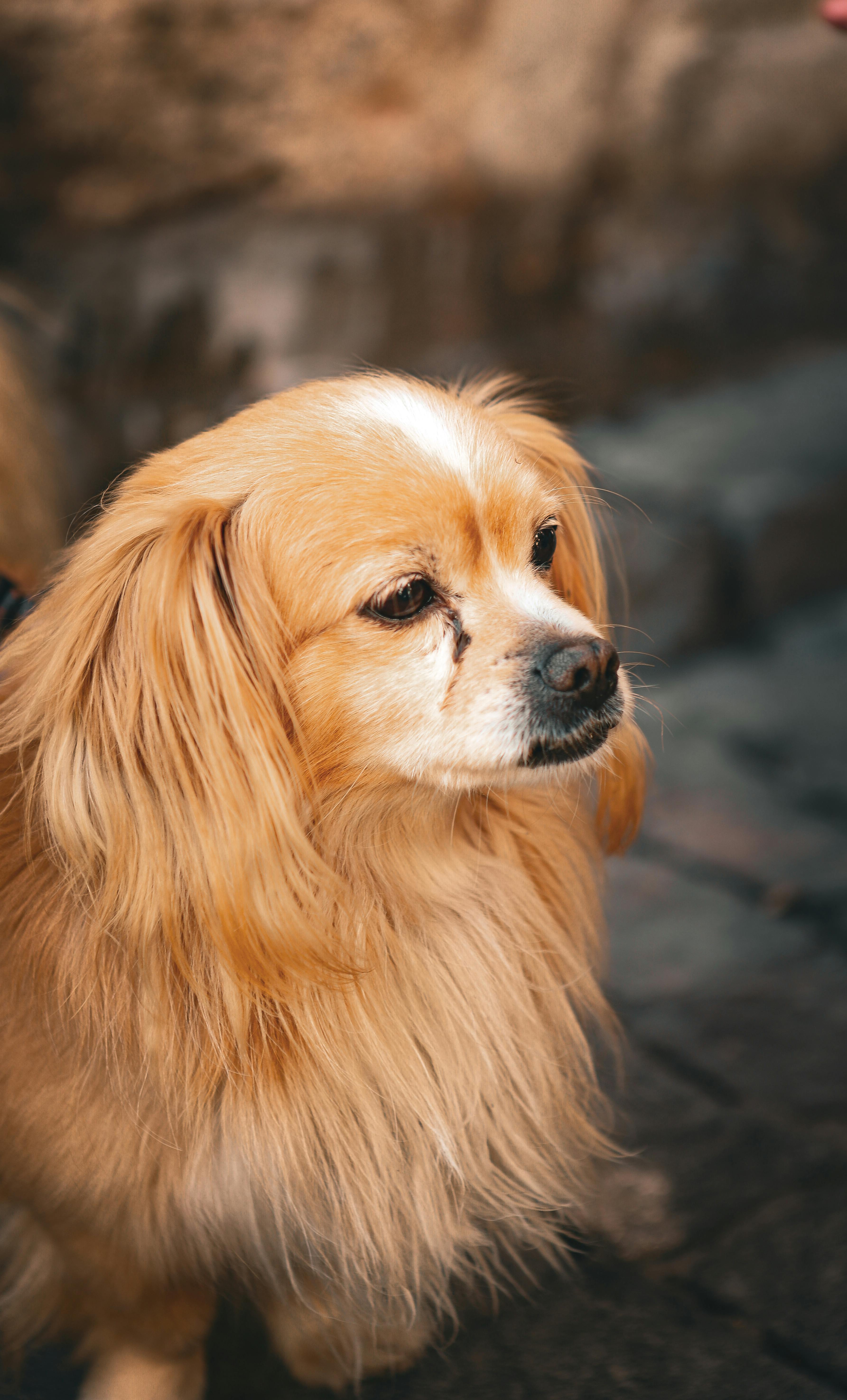 Köpeklerde Doğal Tedavi Yöntemleri: Akupunktur ve Masaj