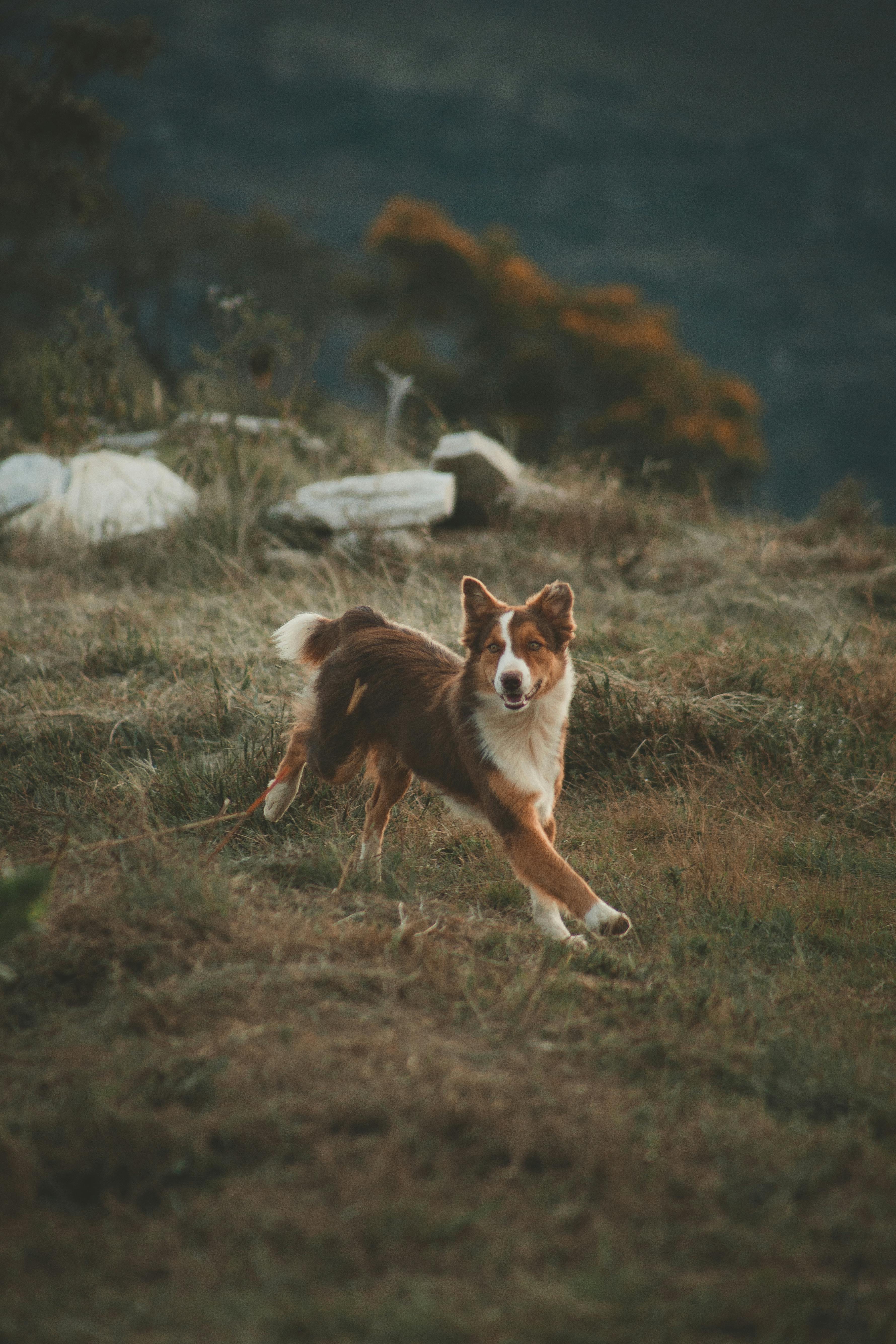 Köpeklerde Egzama: Belirtileri ve Doğal Tedavi Yöntemleri