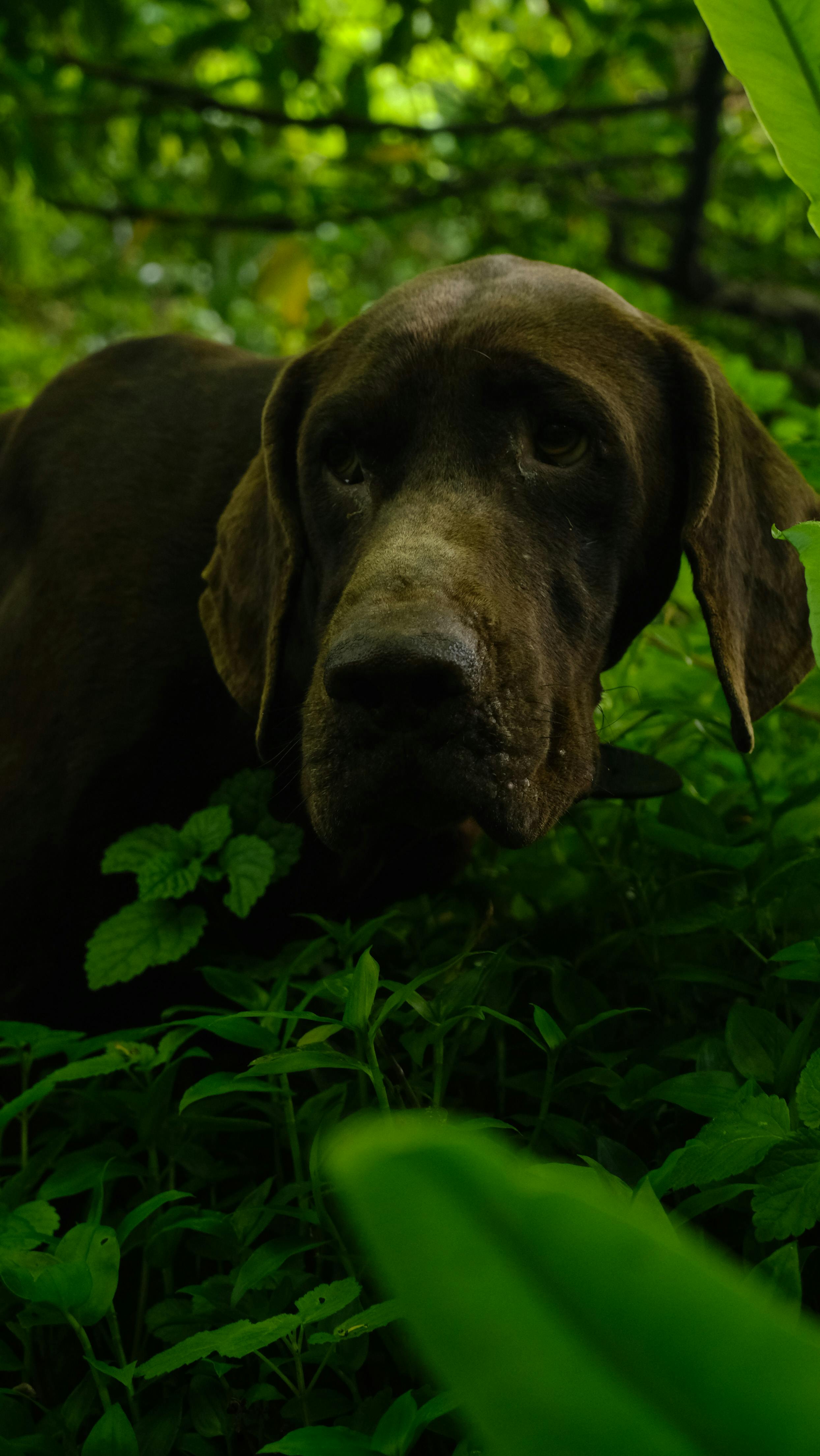 Köpeklerde Elektronik Tasmalar: Etik mi, Etkili mi?