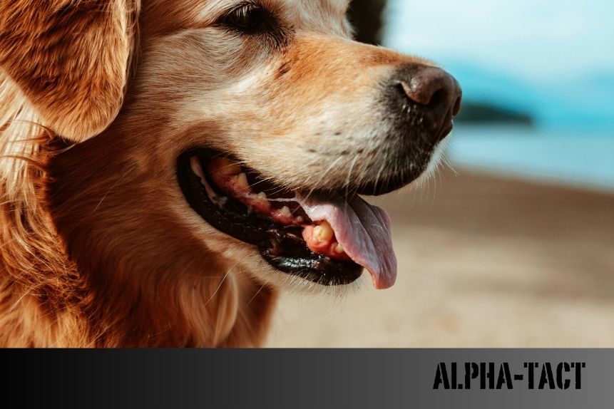 Köpeklerde En Sık Görülen Uyku Problemleri ve Çözümleri