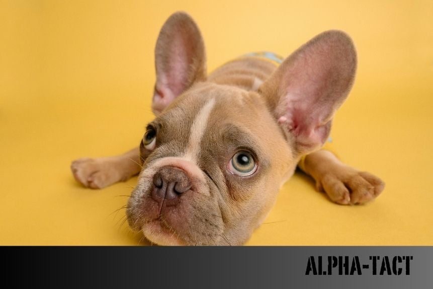Köpeklerde İç Kanama Belirtileri: Erken Teşhis ve Müdahale Hayat Kurtarır
