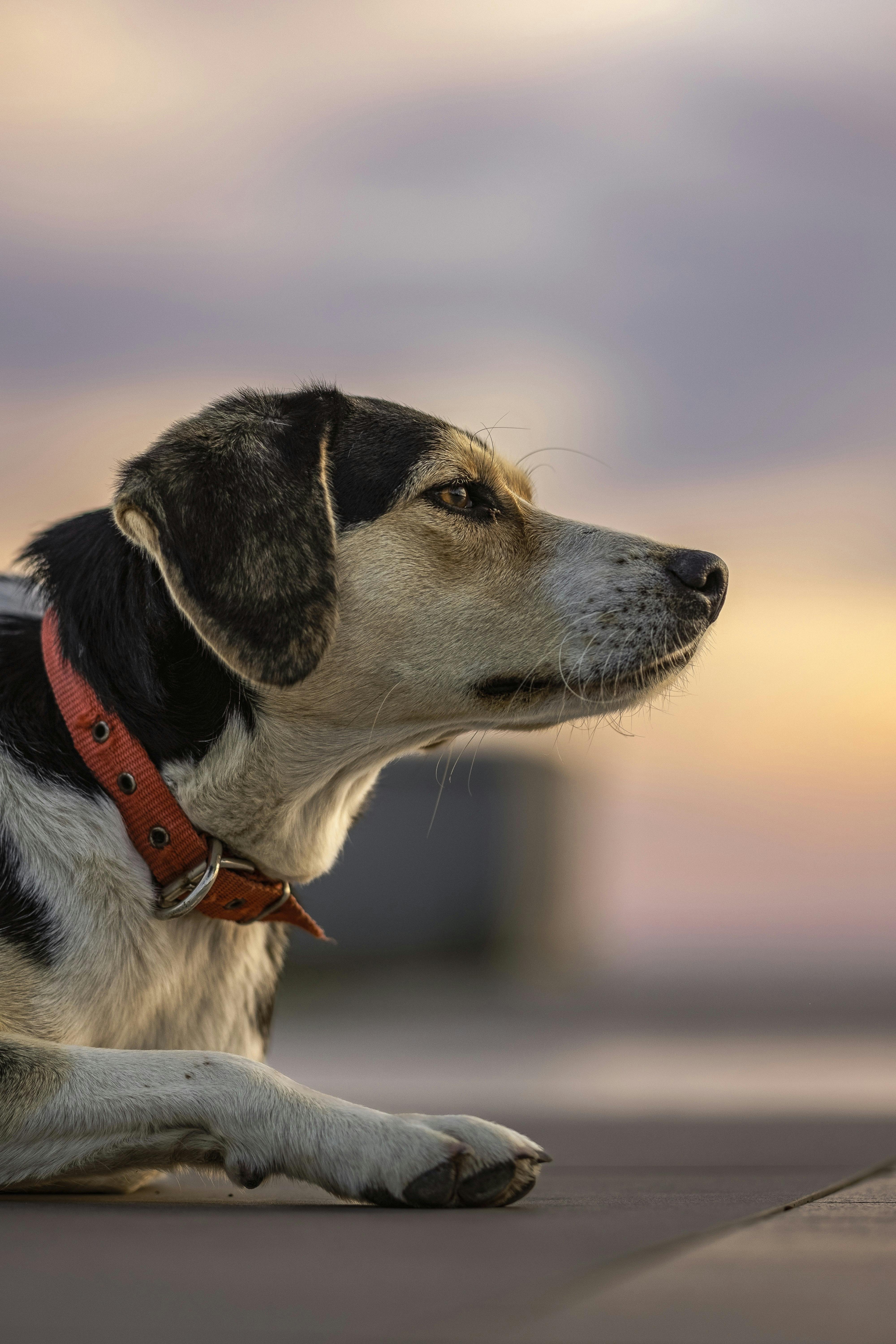 Köpeklerde İç Mekan Bahçeciliği: Taze Otlar ve Bitkilerle Besleme