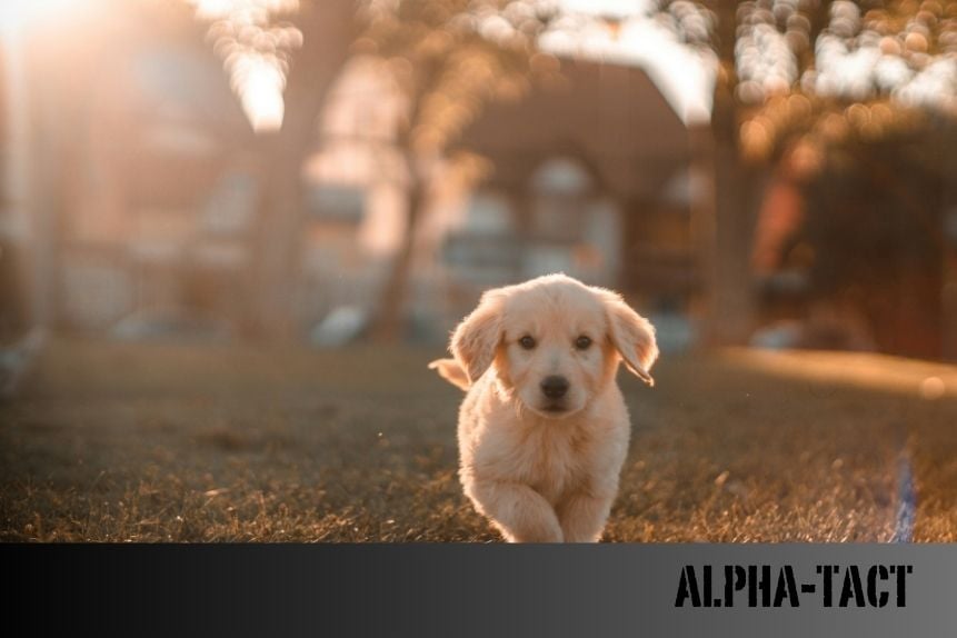 Köpeklerde Kalp Hastalığı: Belirtileri, Nedenleri ve Tedavi Yöntemleri