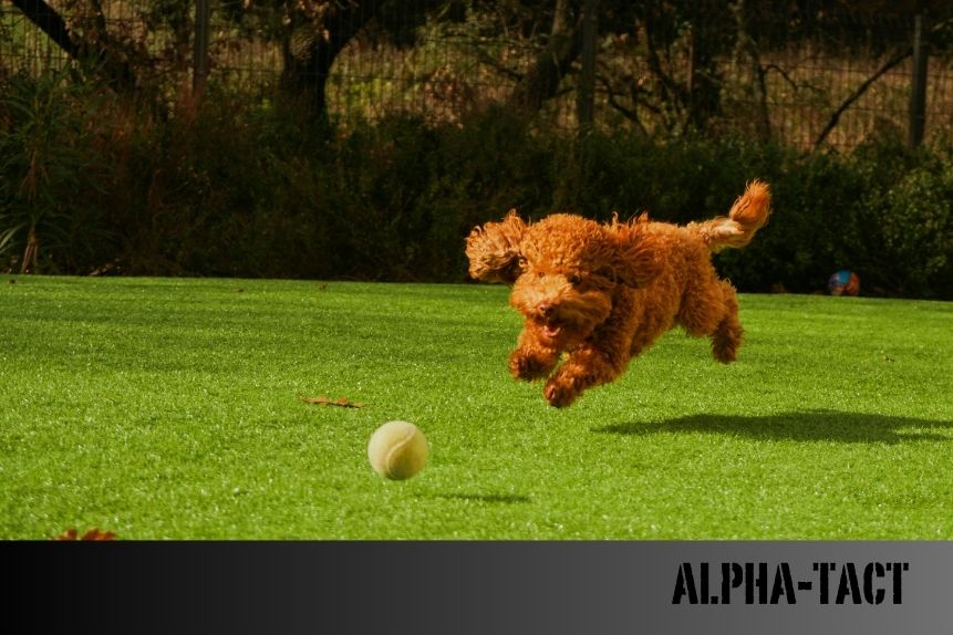 Köpeklerde Kişilik Testleri: Farklı Irklar Nasıl Davranır?