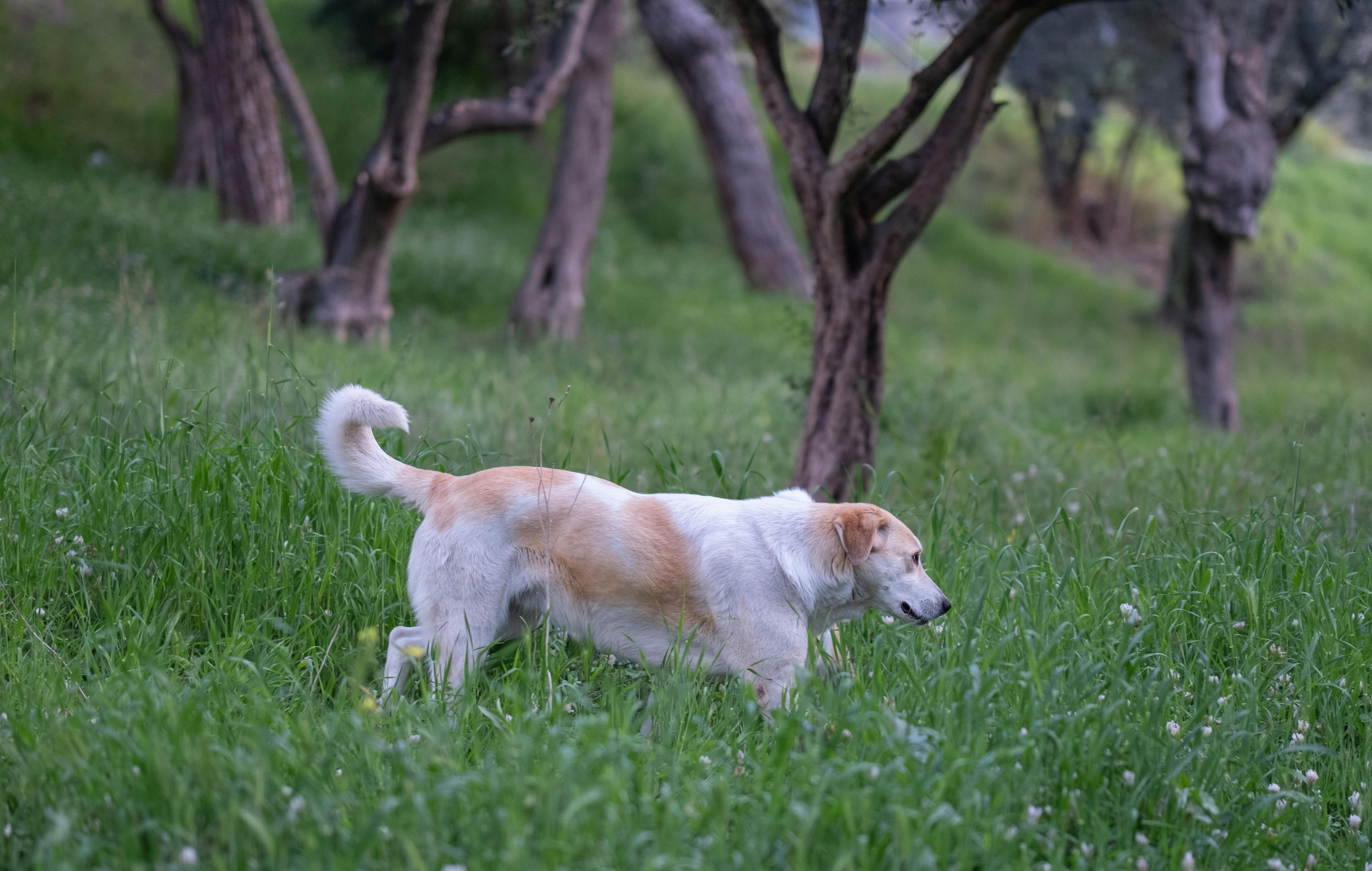 Köpeklerde Koku Hafızası- Neden Bazı Kokuları Hiç Unutmazlar?