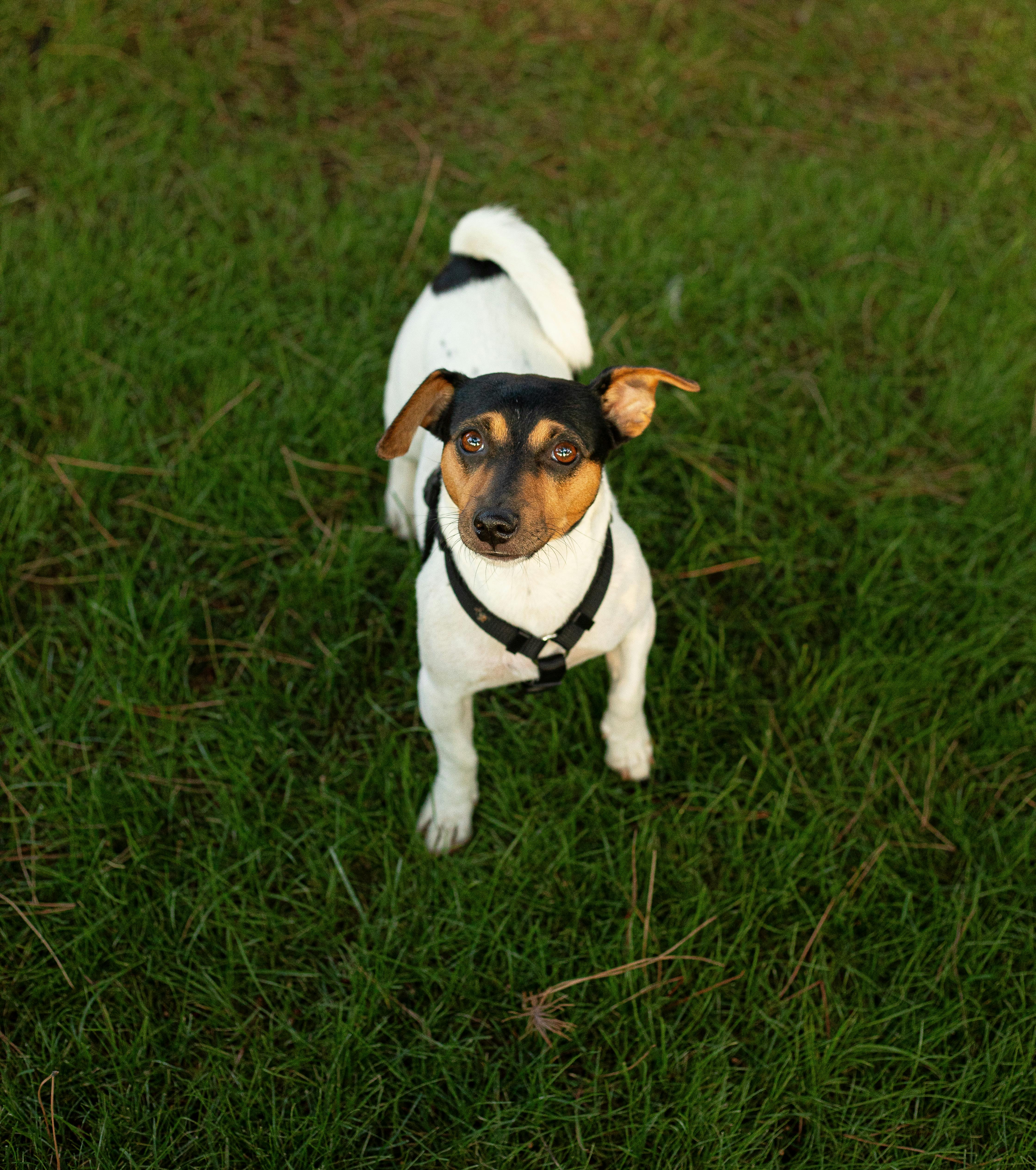 Köpeklerde Mantar Enfeksiyonu: Belirtileri, Nedenleri ve Tedavi Yöntemleri