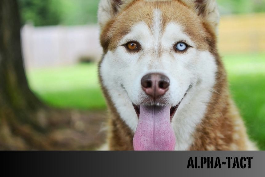 Köpeklerde Sağırlık: Nedenleri, Belirtileri ve Tedavi Yöntemleri
