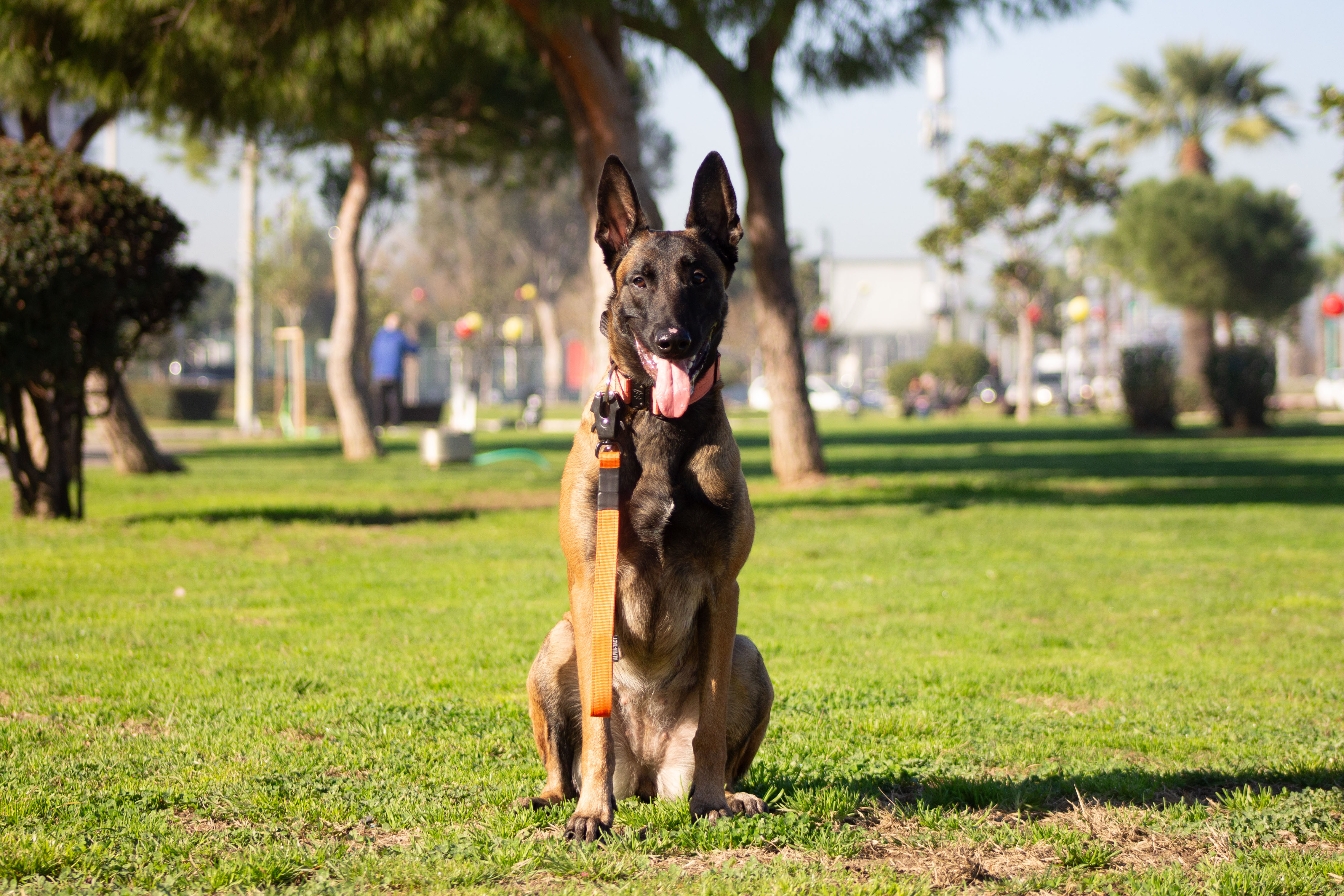 Köpeklerde Stres