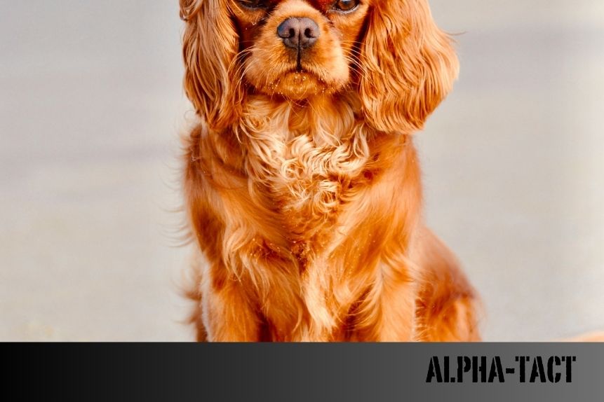 Köpeklerde Ters Hapşırma: Nedir, Neden Olur ve Ne Yapılmalı?