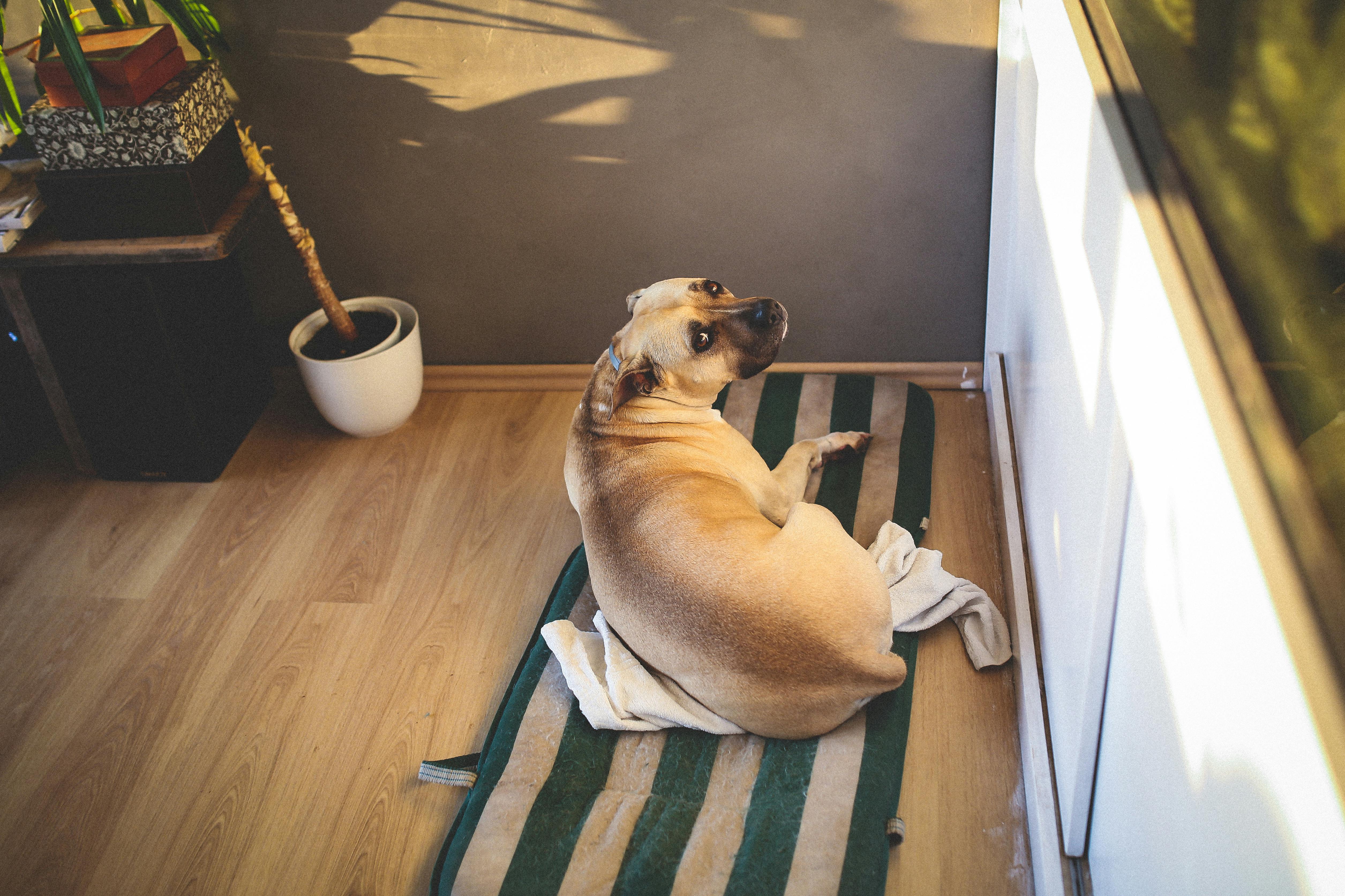 Köpeklerde Yaşlılık Belirtileri ve Bakımı