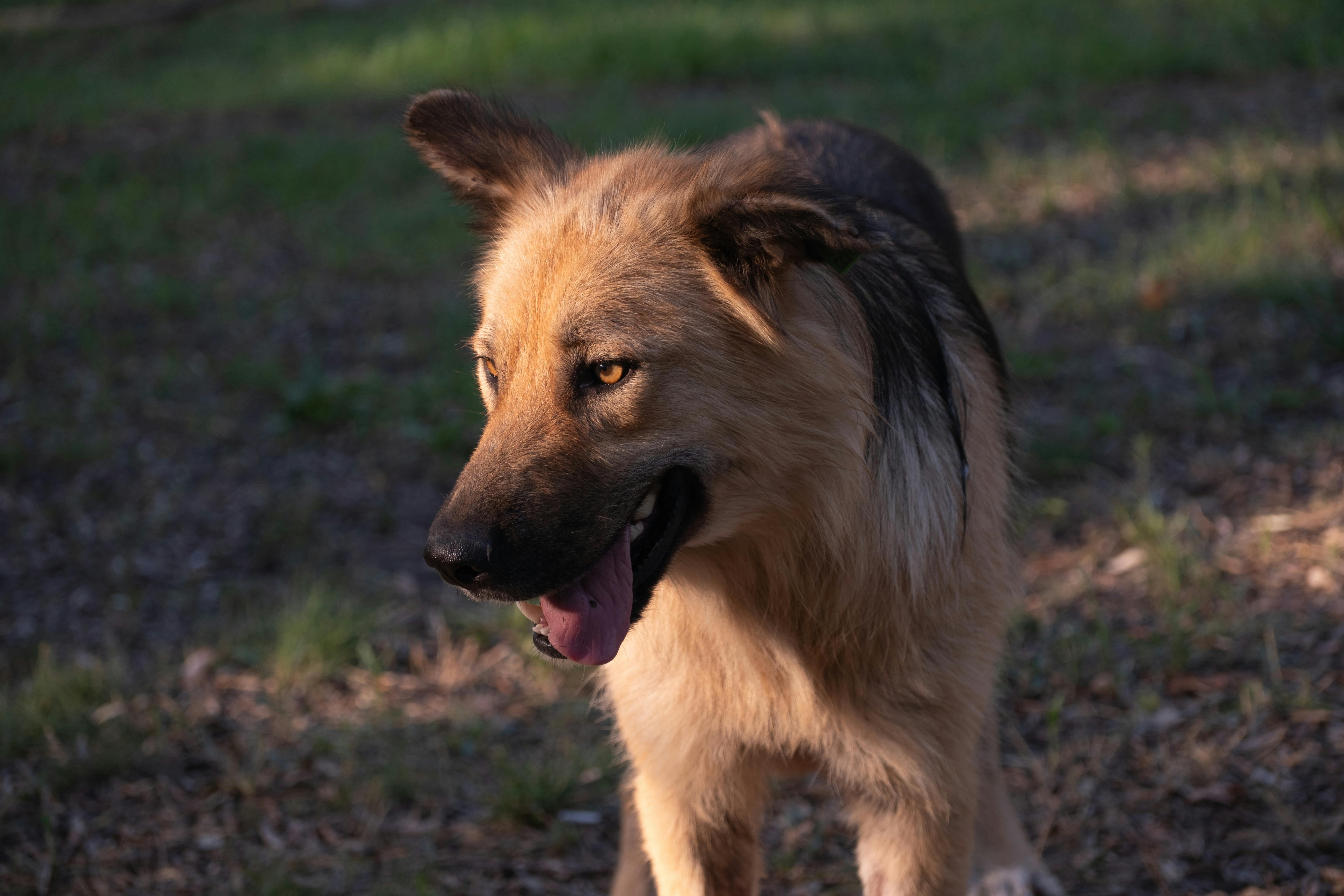 Köpeklerde Zehirlenme Nasıl Anlaşılır ve Ne Yapılmalı?