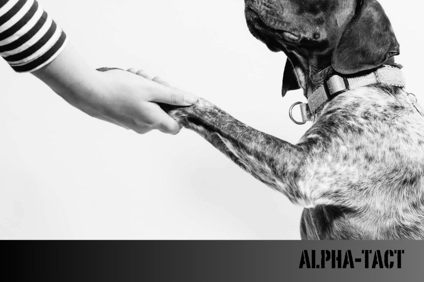 Köpeklerde Zeka Oyunları ve Mental Uyarım Teknikleri
