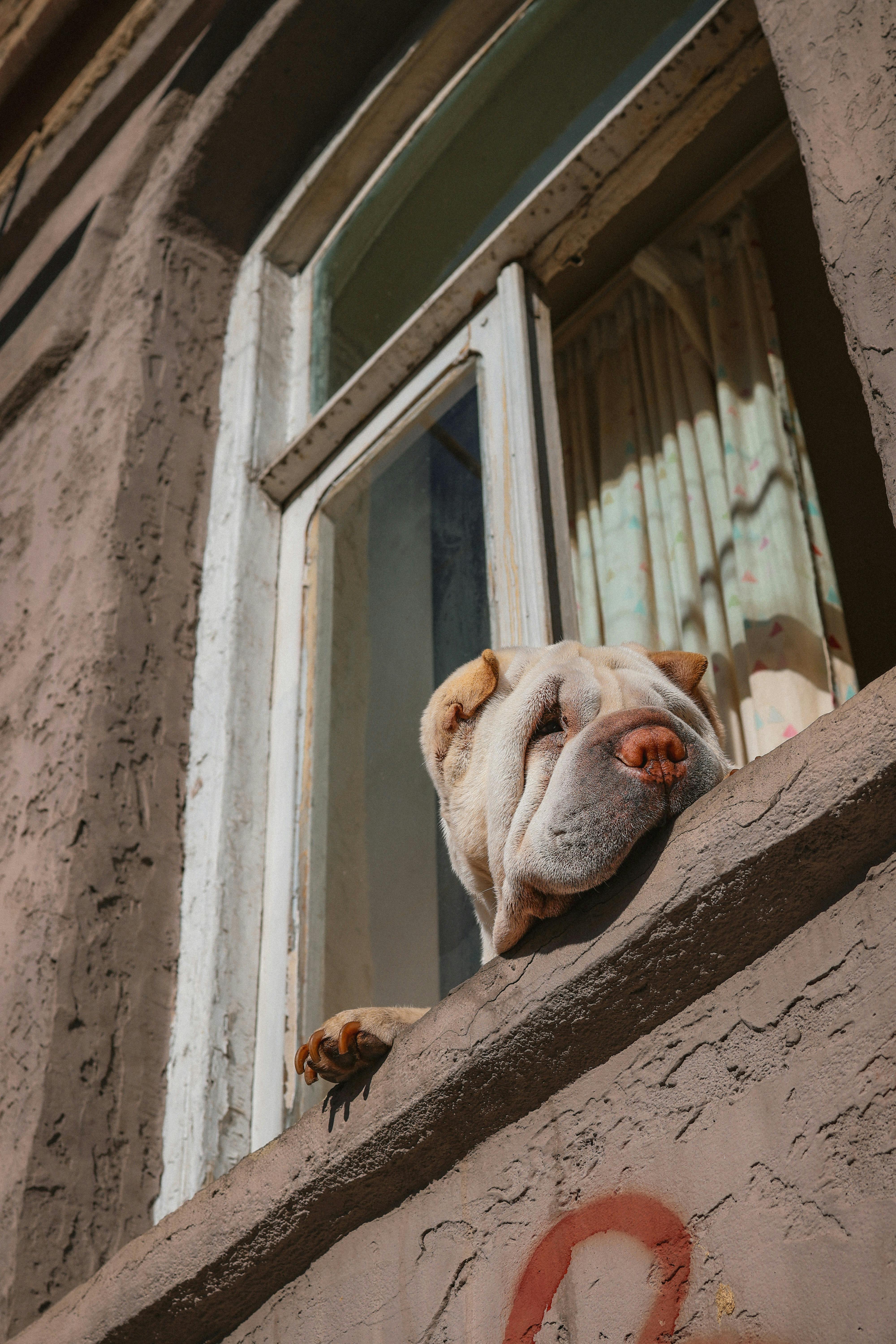 Köpekleri Konu Alan Unutulmaz Filmler: İzleyicilerin Gönlünde Taht Kuran Yapımlar