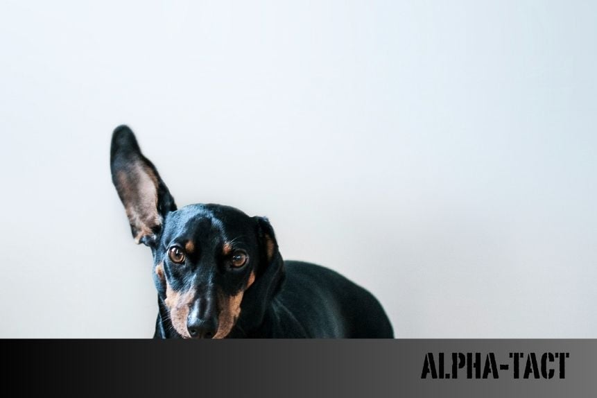 Köpeklerin Doğada İz Takibi: Avcılık mı, Merak mı, Sosyal Bağ mı?