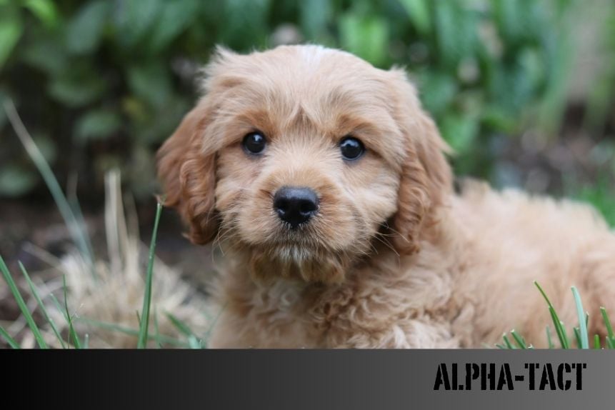 Köpeklerin En Çok Korktuğu Şeyler ve Bu Korkular Nasıl Aşılır?