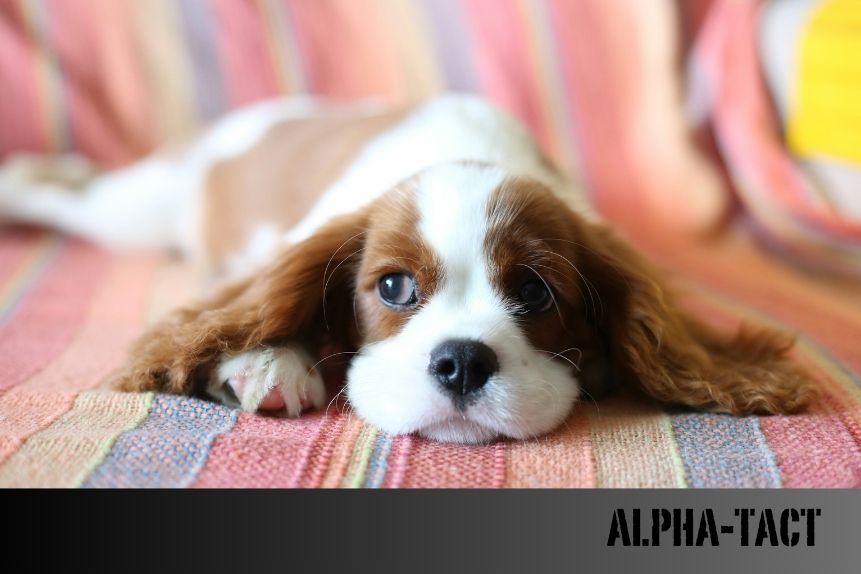 Köpeklerin Özellikleri: Sadık Dostlarımızın Benzersiz Yönleri