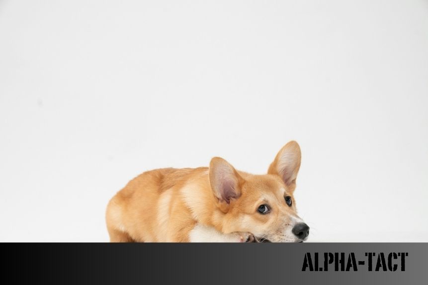 Köpeklerin Su İçmesi: Ne Kadar Su İçmeli, Yeterince Su İçmezse Ne Olur?