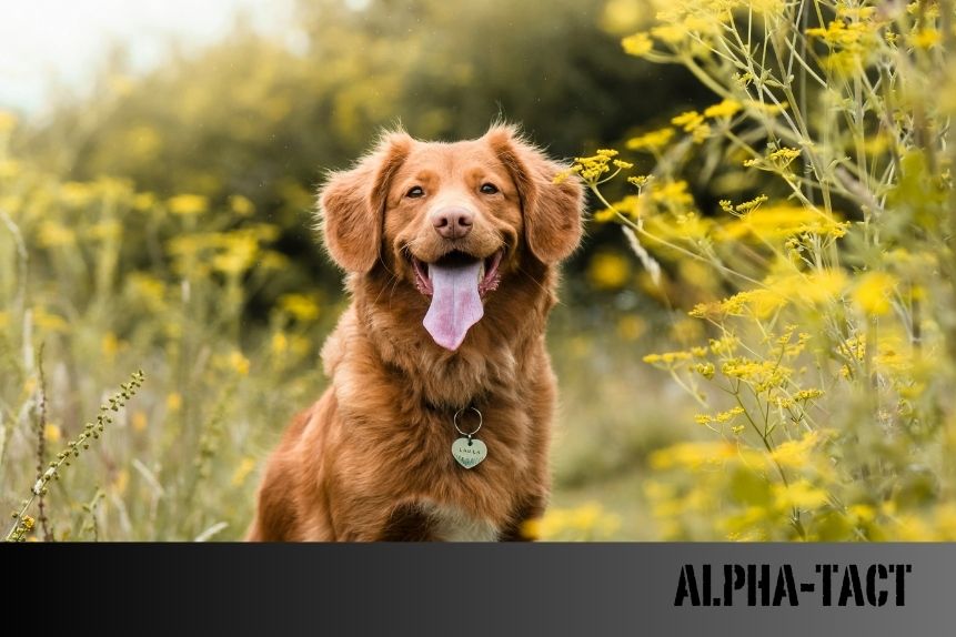 Köpeklerin Zaman Algısı: Sahibi Ne Kadar Süre Yokken Onu Özlüyorlar?