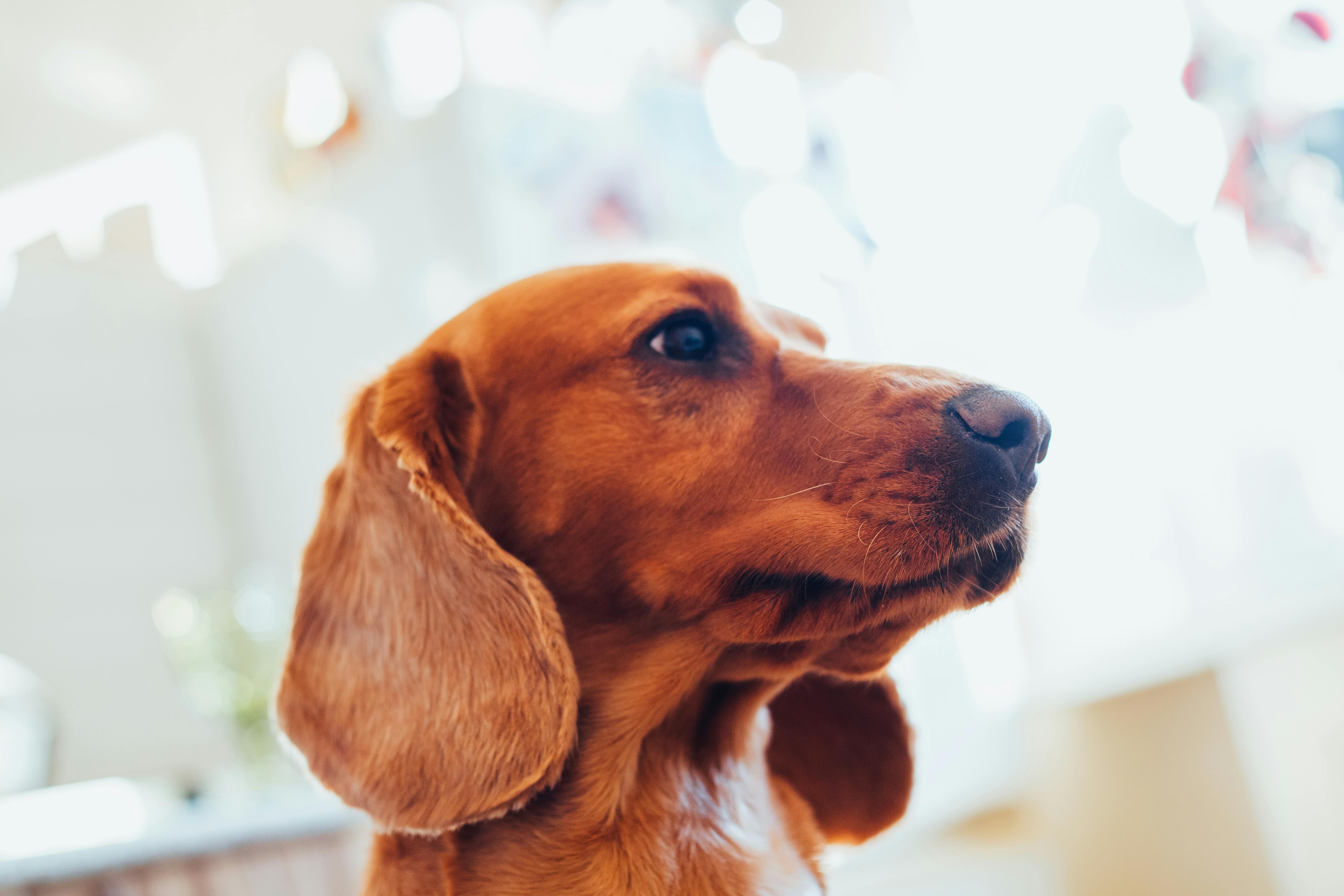 Köpeklerle Güvenli ve Eğlenceli Oyunlar