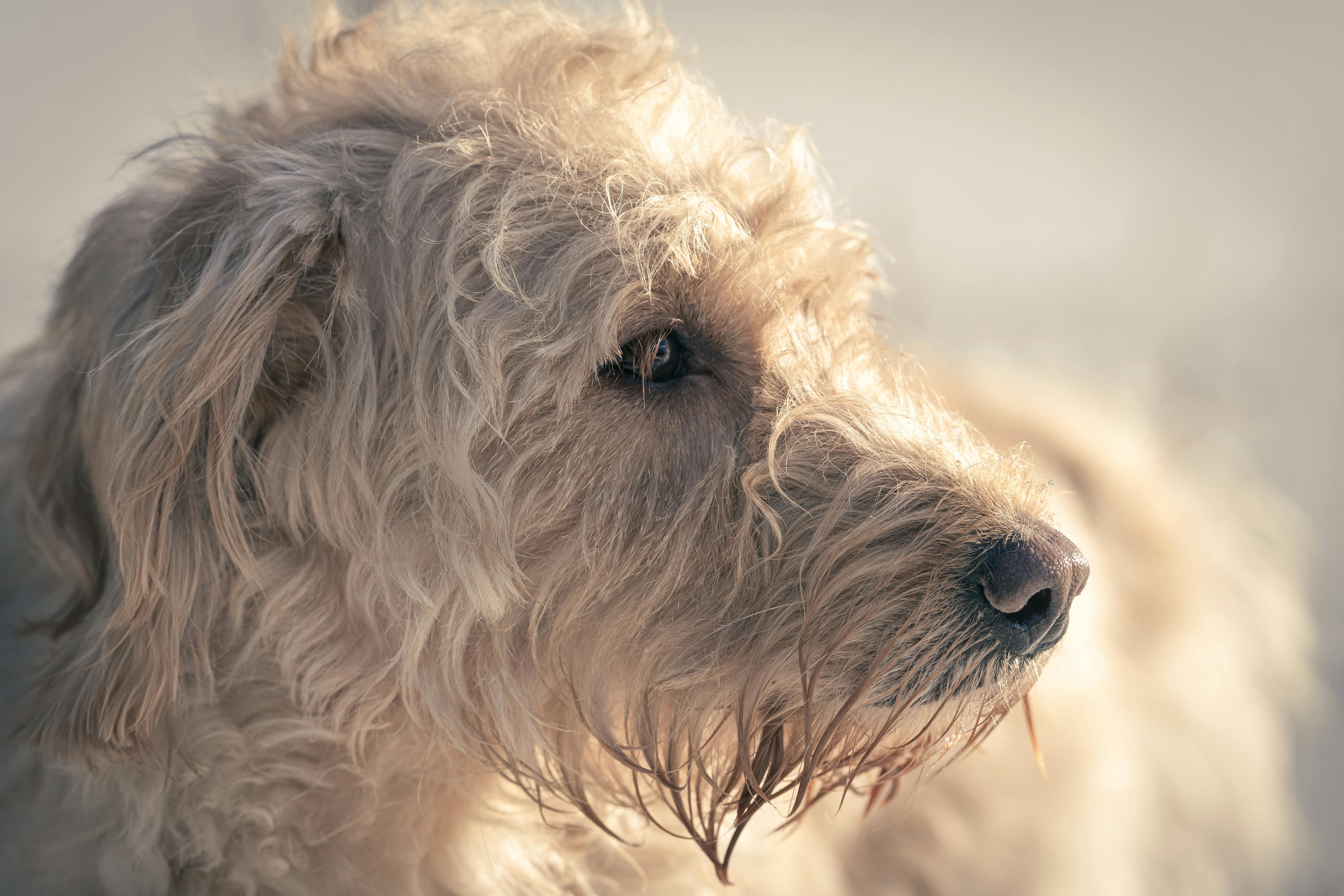 Labradoodle ve Yavrusunun Özellikleri: Sevimliliği, Bakımı ve Eğitim