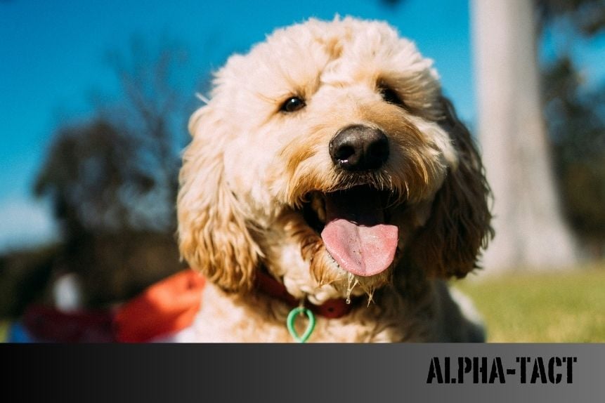 Macera ve Kamp İçin Köpeğiniz İçin Gerekli Ekipmanlar