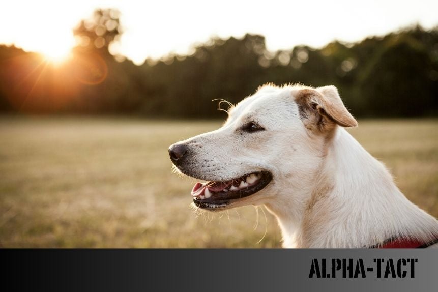 Melez Köpekler: Özellikleri, Bakımı ve Sahiplenme Rehberi