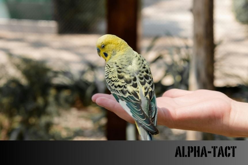 Muhabbet Kuşu Neden Tüylerini Kabartır ve Uyur?