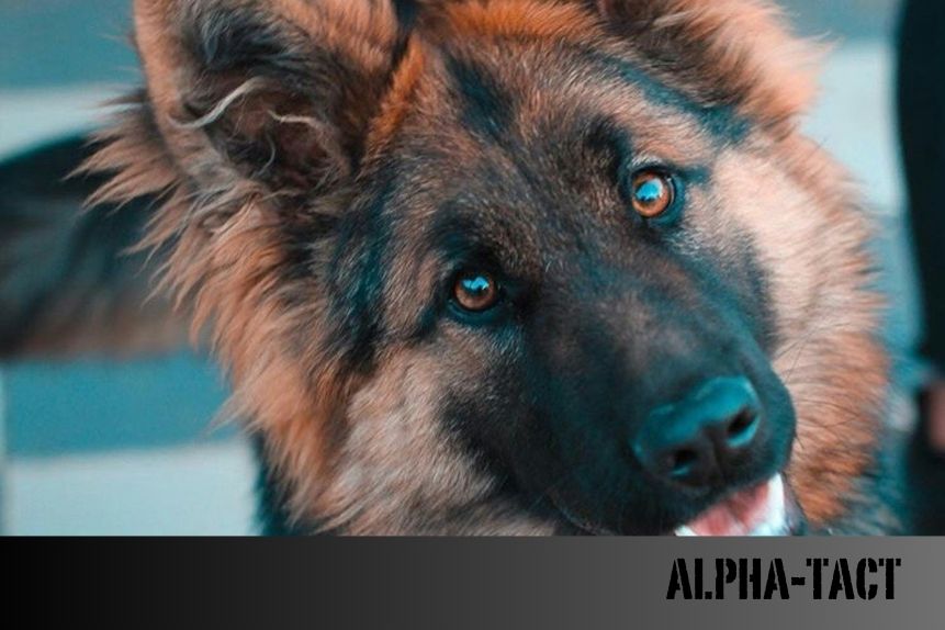 Orta Irk Köpekler: Özellikleri, Bakımı ve En Popüler Cinsler