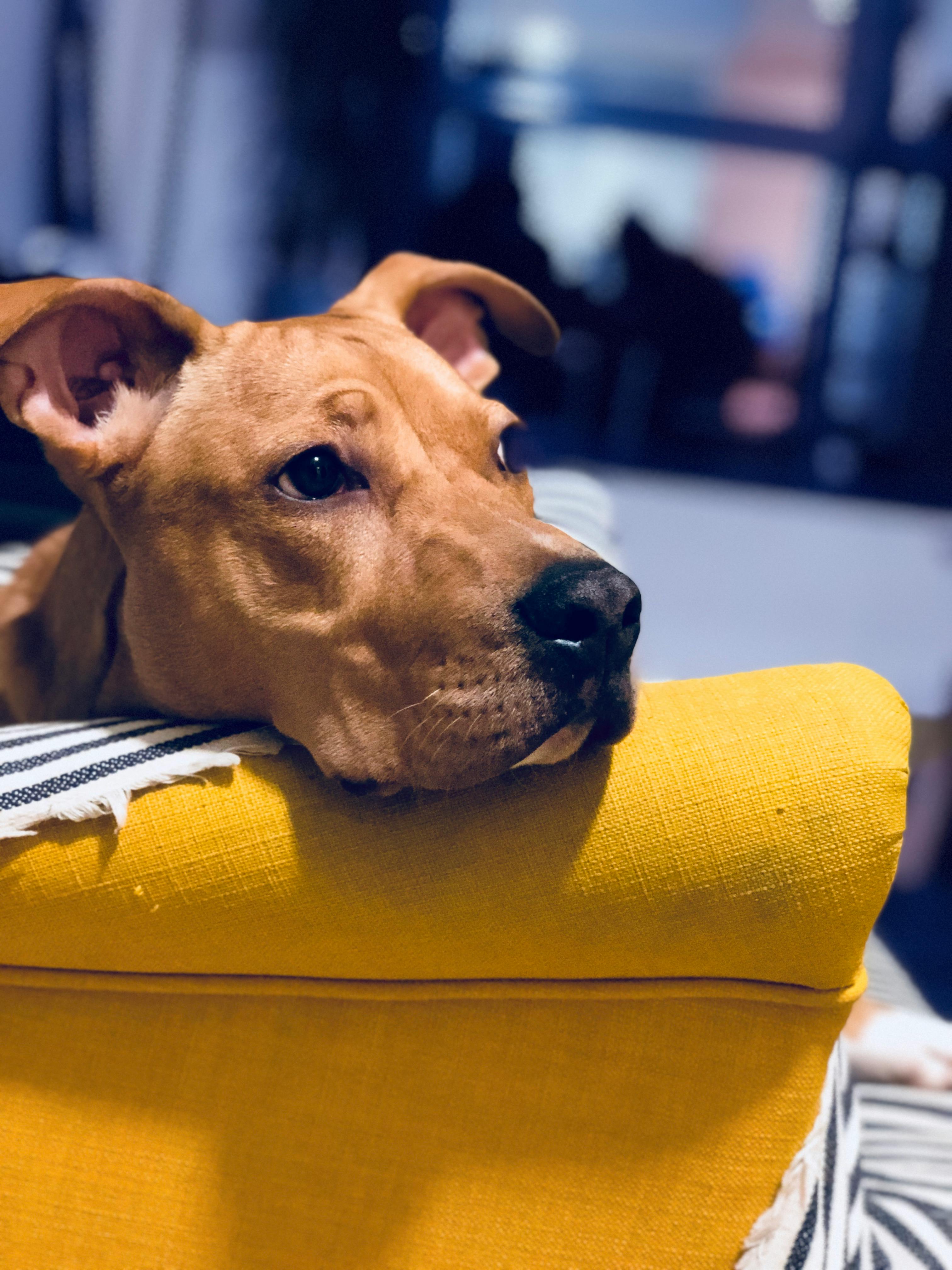 Pitbull ve Yavrusu: Bakım, Eğitim ve İpuçları