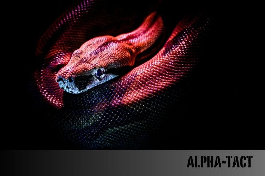 Piton Yılanları Hakkında Her Şey: Türleri, Özellikleri ve Bakımı