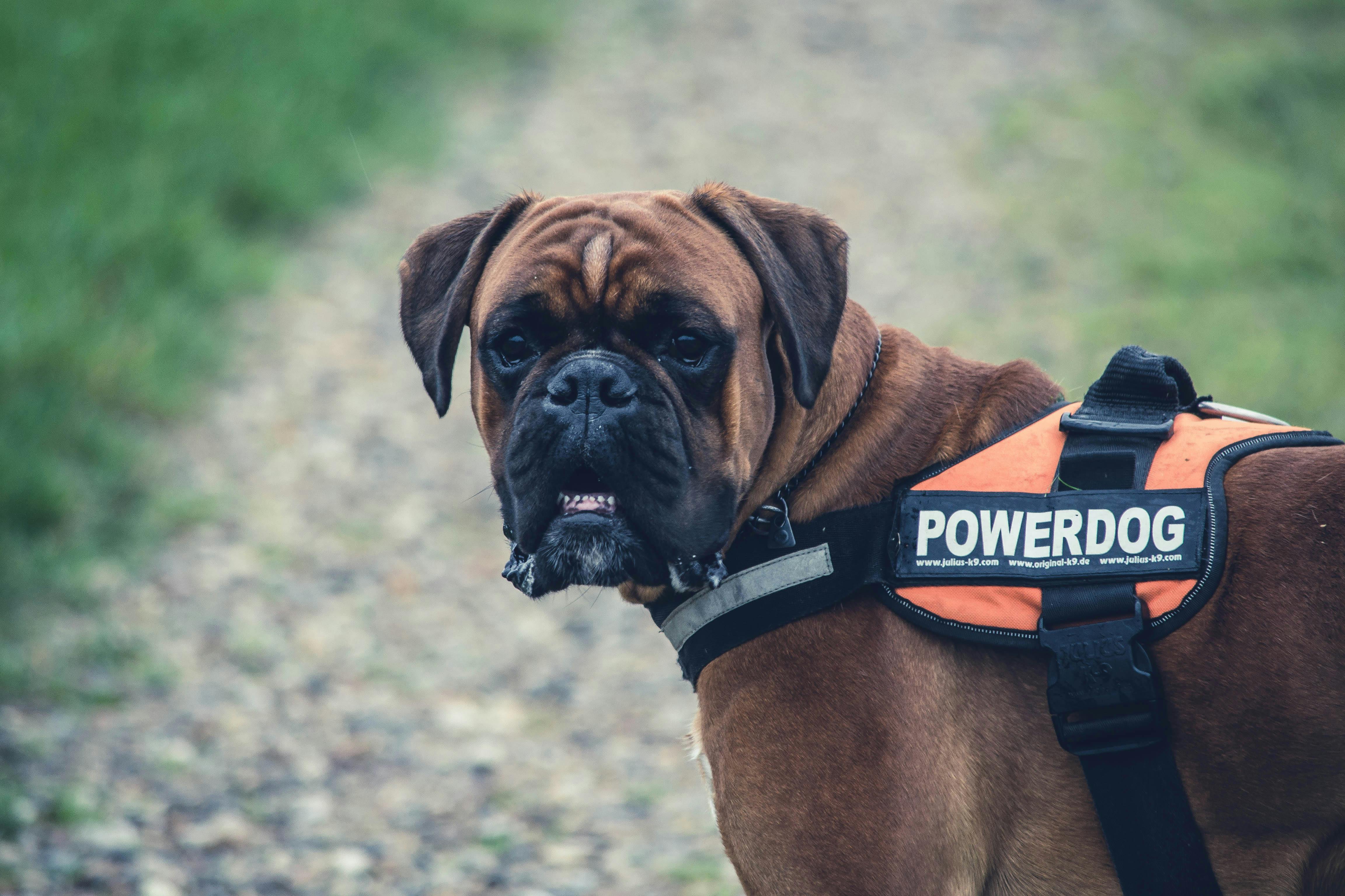 Polis Köpeği: Sadık ve Cesur Görev Arkadaşı