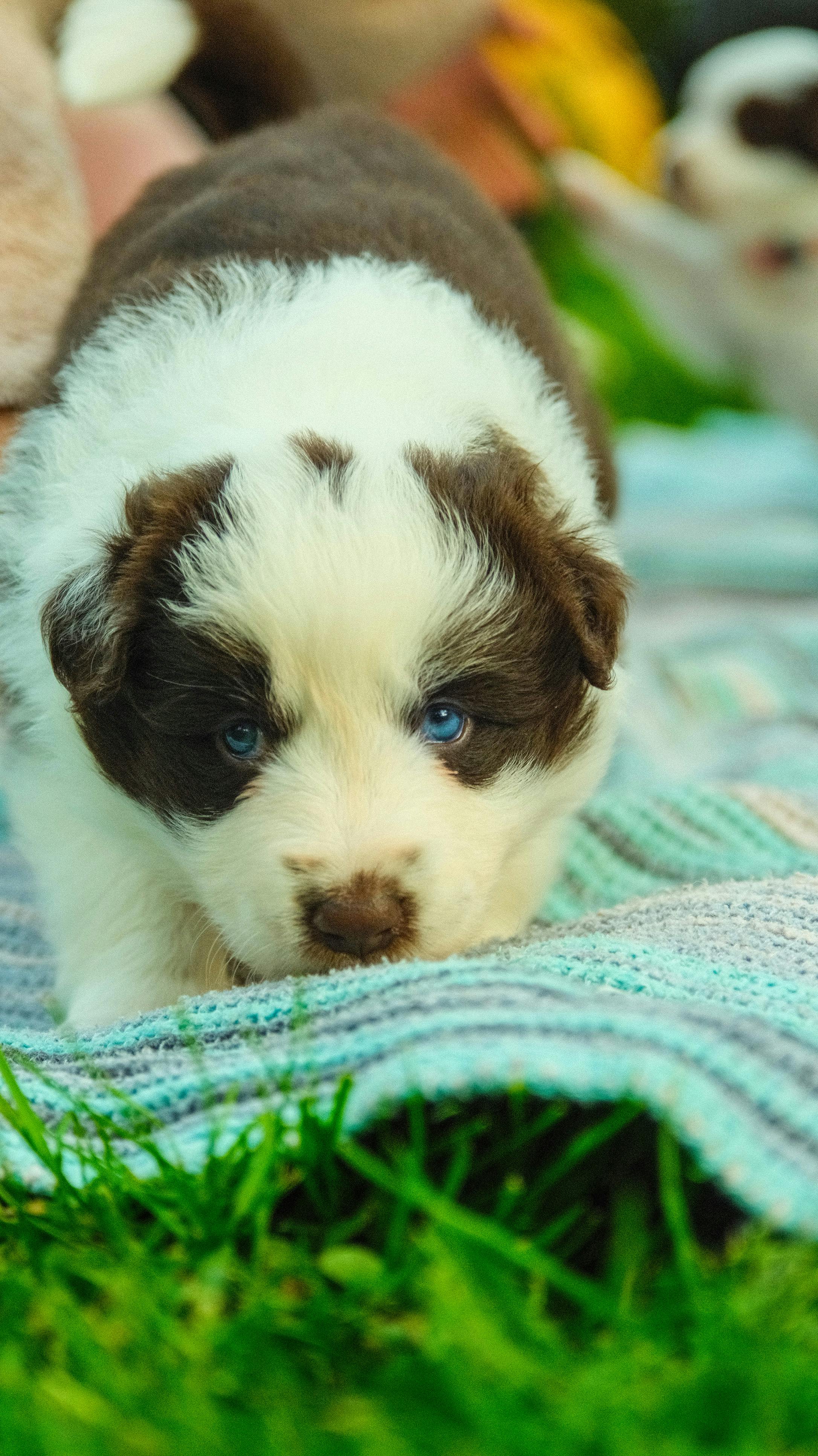 Poodle: Zarafetin ve Zekanın Sembolü