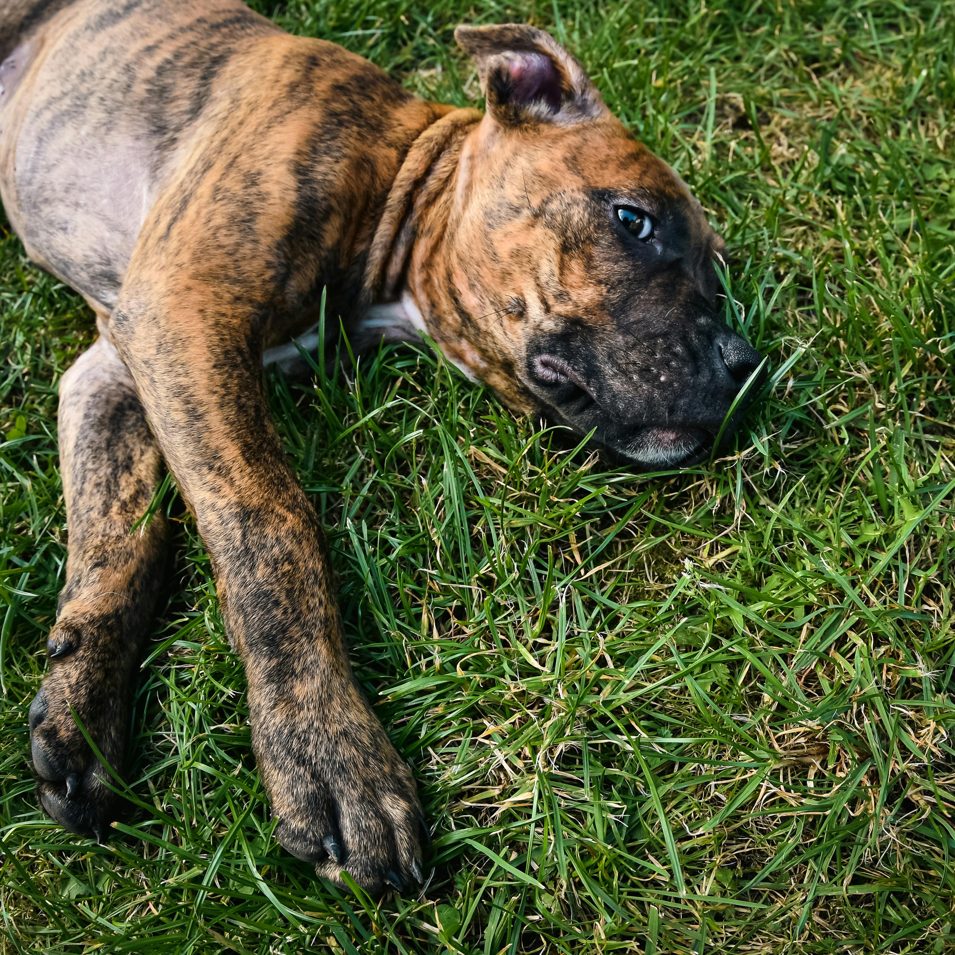 Presa Canario ve Yavrusu: Eşsiz Bir Irk Hakkında Bilmeniz Gerekenler