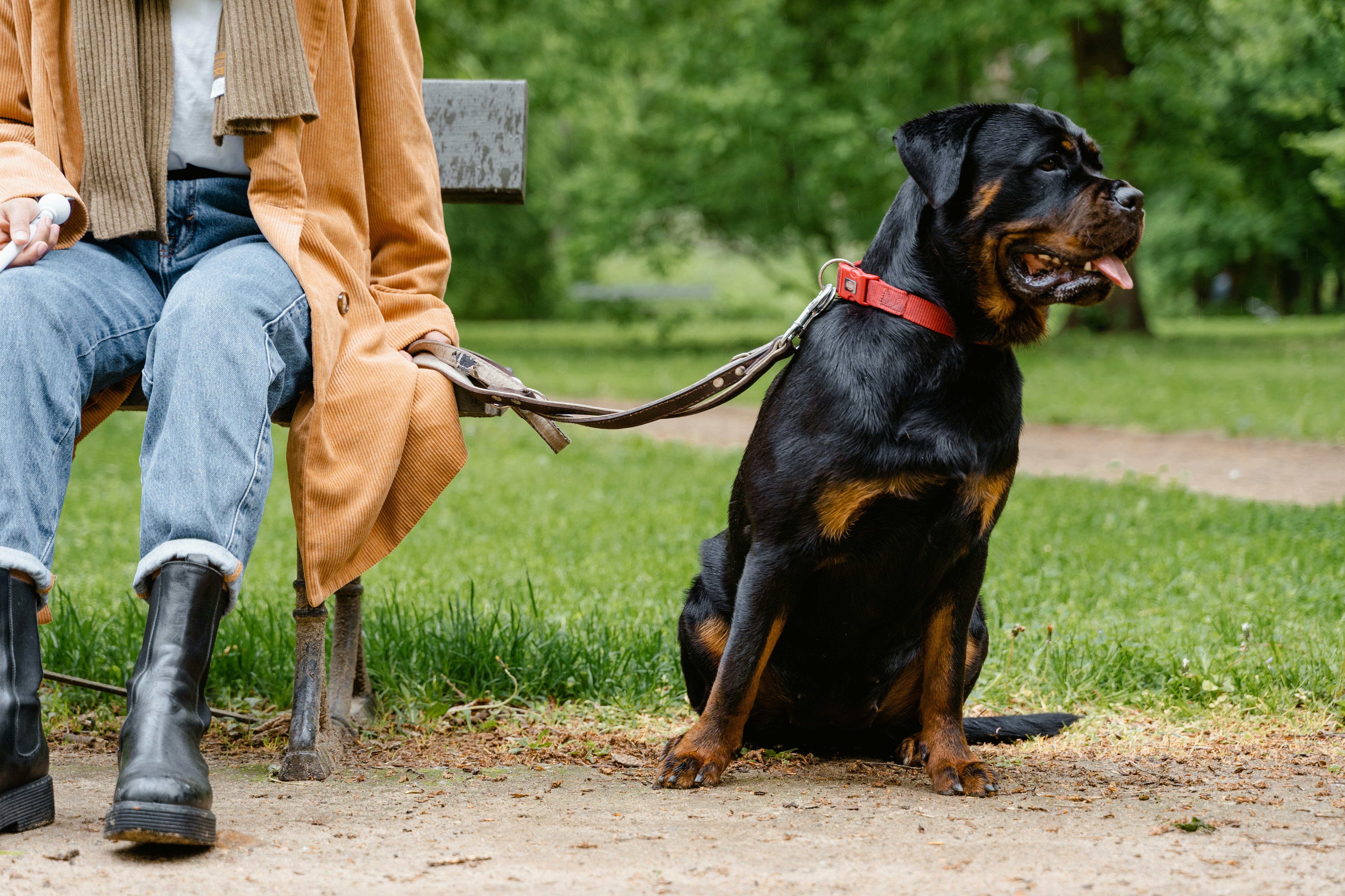 Rottweiler Özellikleri ve Bakımı