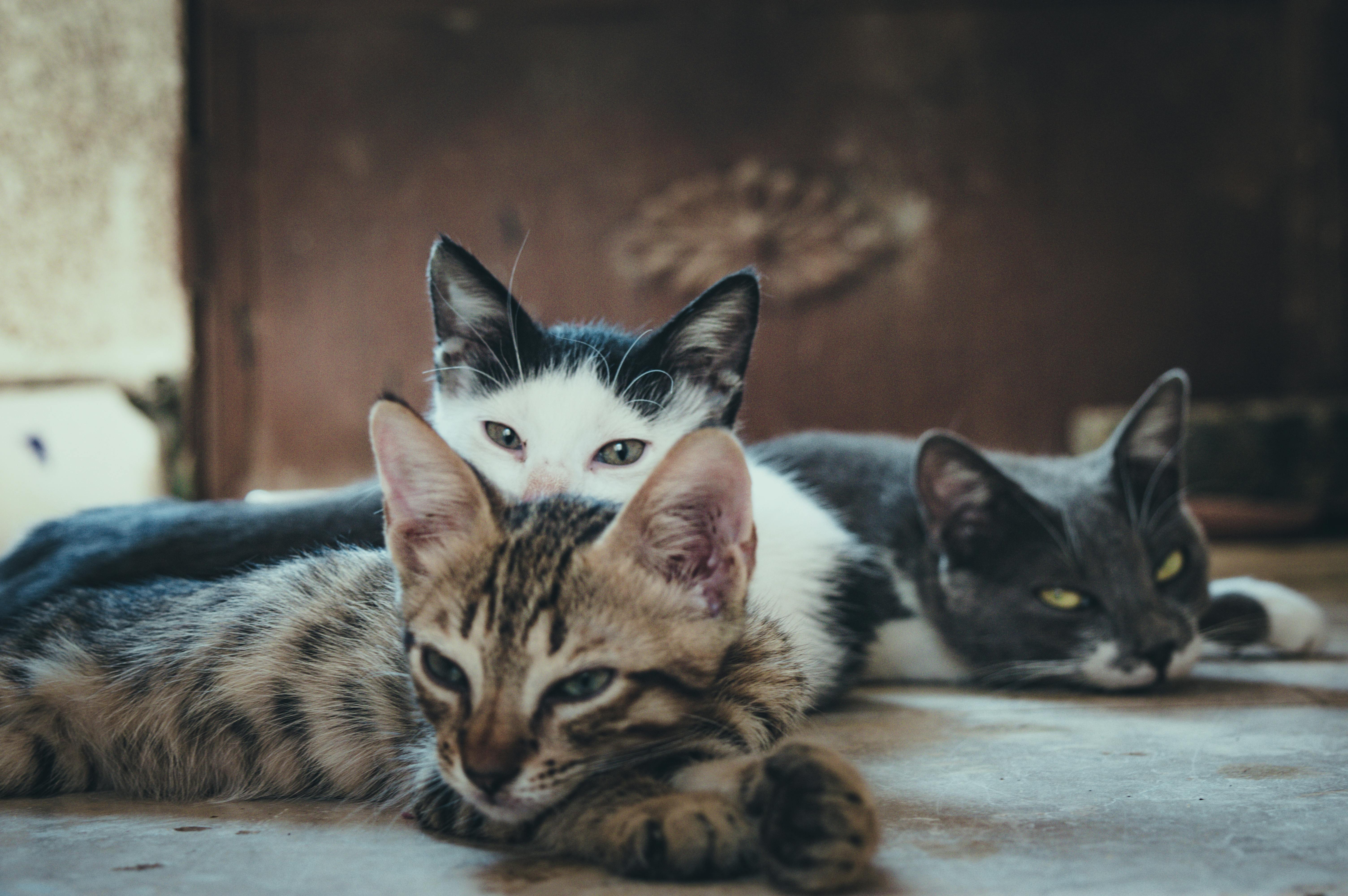 Rüyada Kedi Görmek Ne Anlama Gelir?