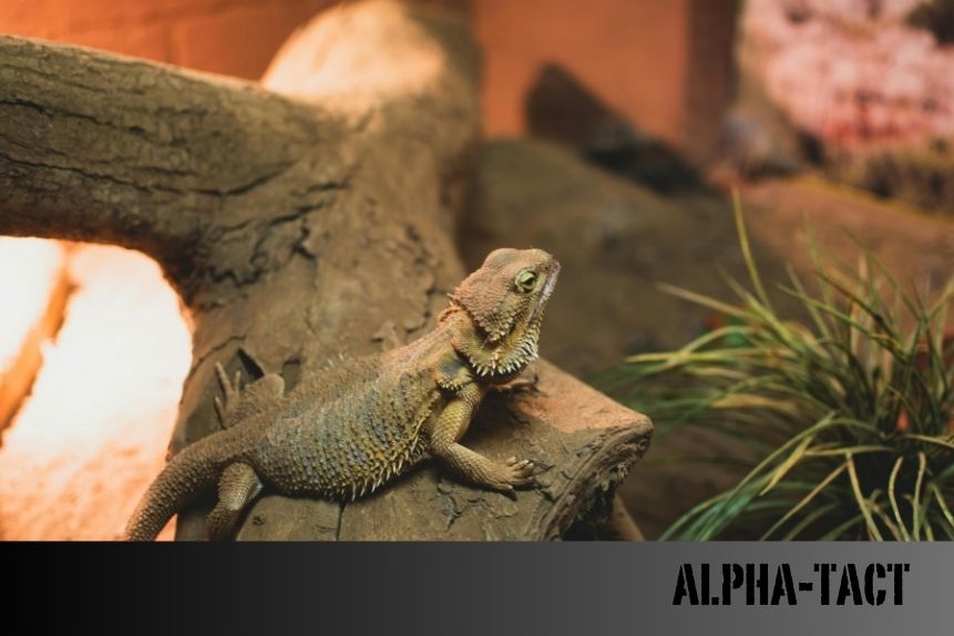 Sakallı Ejder (Pogona Vitticeps) Bakımı, Beslenmesi ve Özellikleri