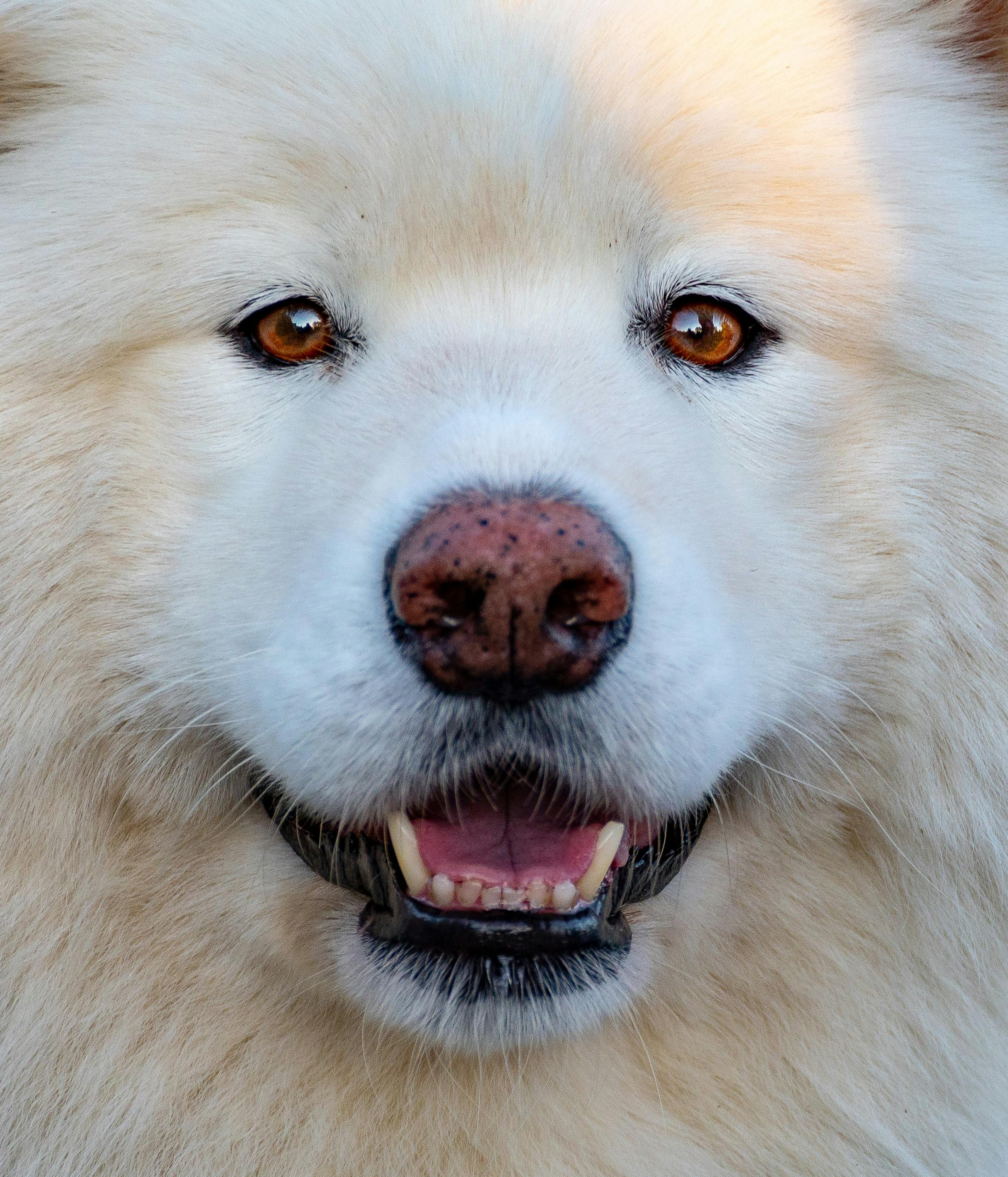 Samoyed Hakkında Her Şey: Beyaz Güzelliğin Arkasındaki Gerçekler